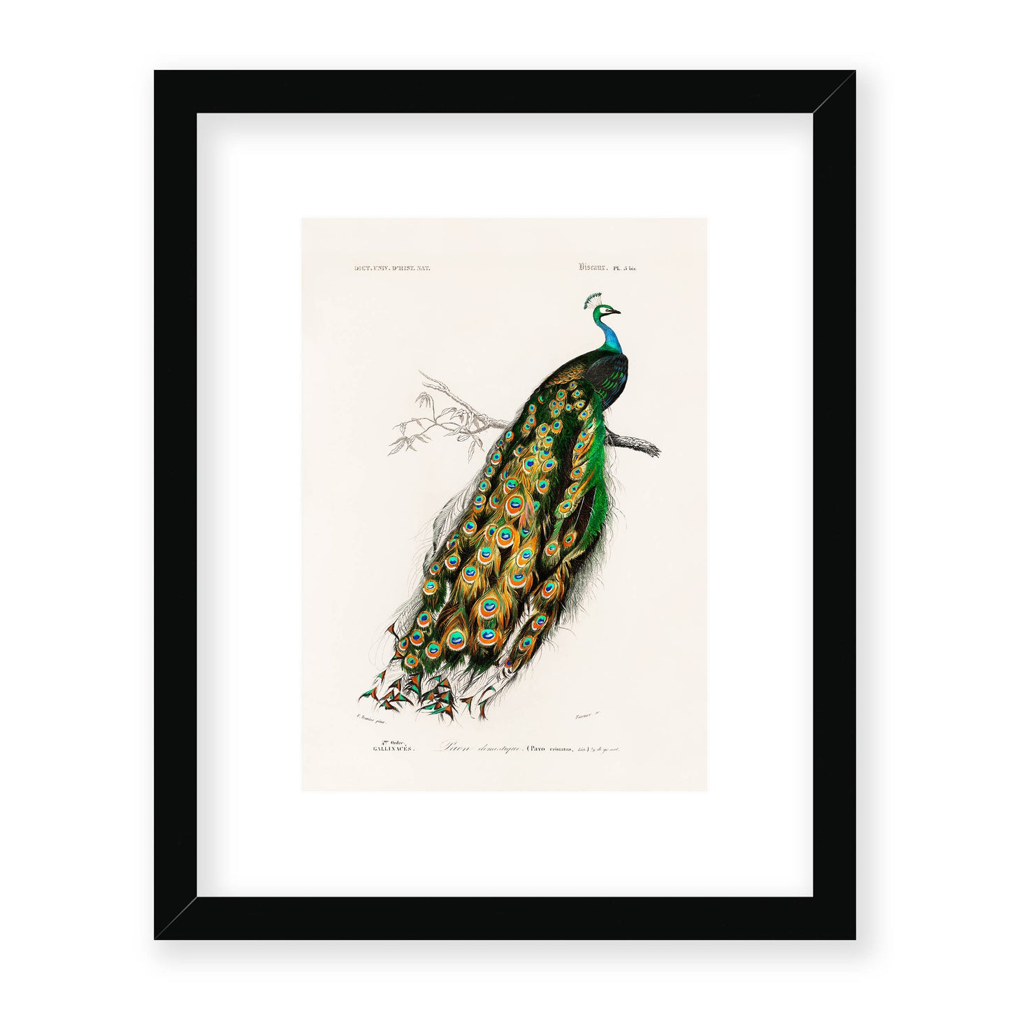 Charles Dessalines D' Orbigny - Indian Peafowl (Pavo Cristatus)