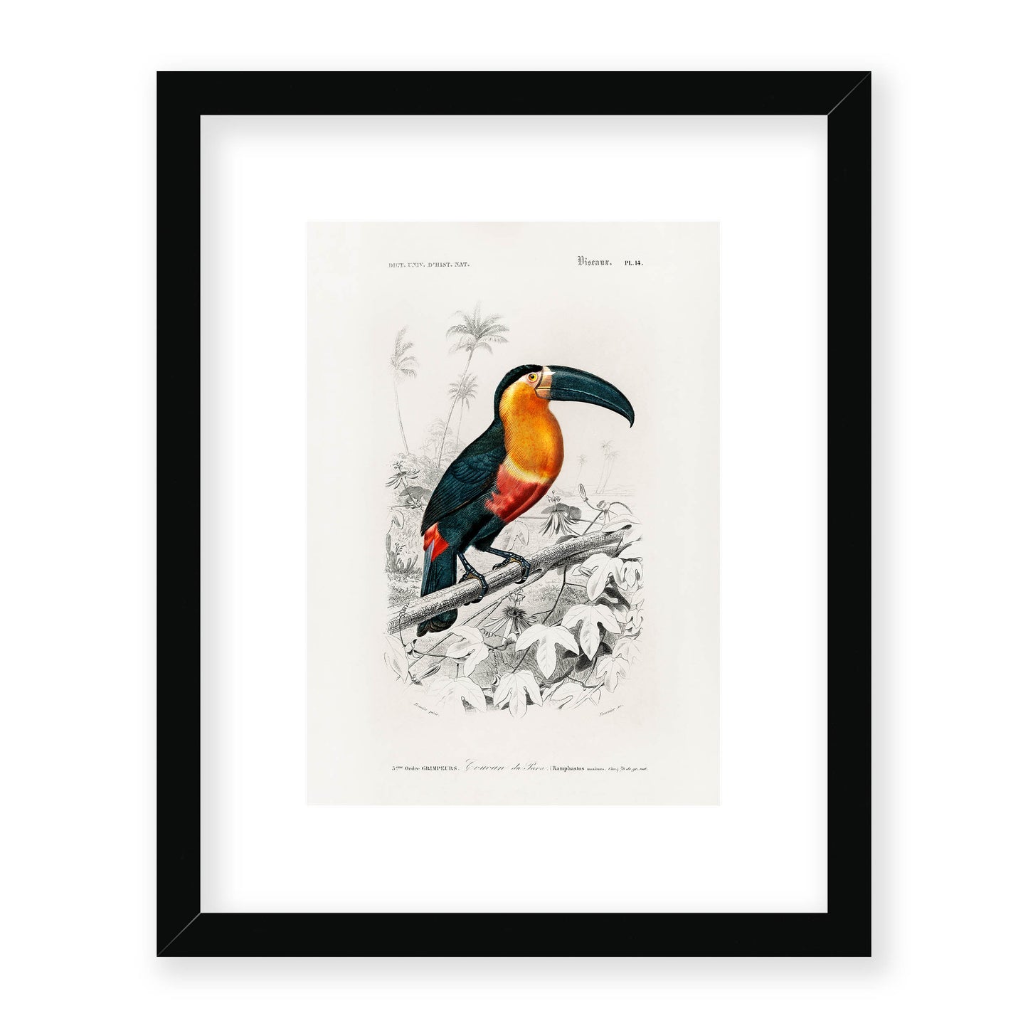 Charles Dessalines D' Orbigny - Toucan (Ramphastos)