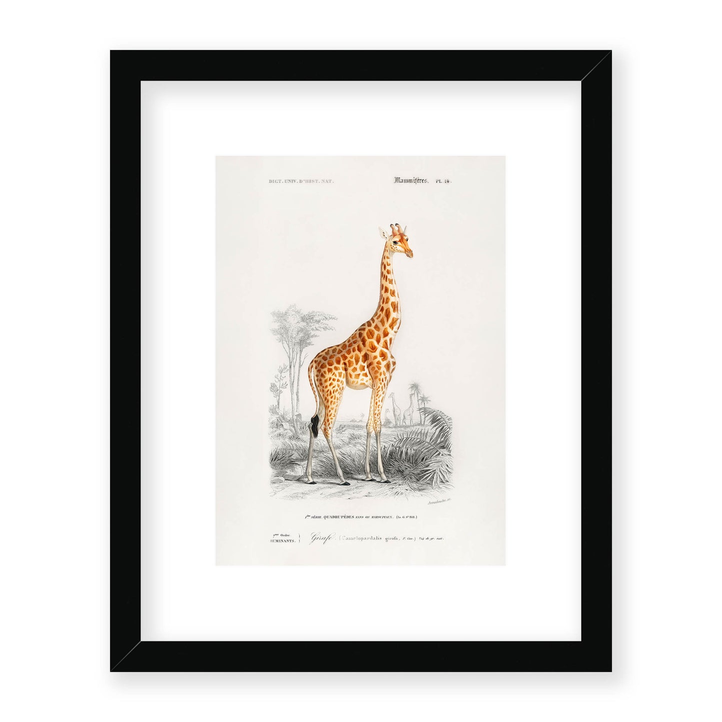Charles Dessalines D' Orbigny - Giraffe (Giraffa camelopardalis)