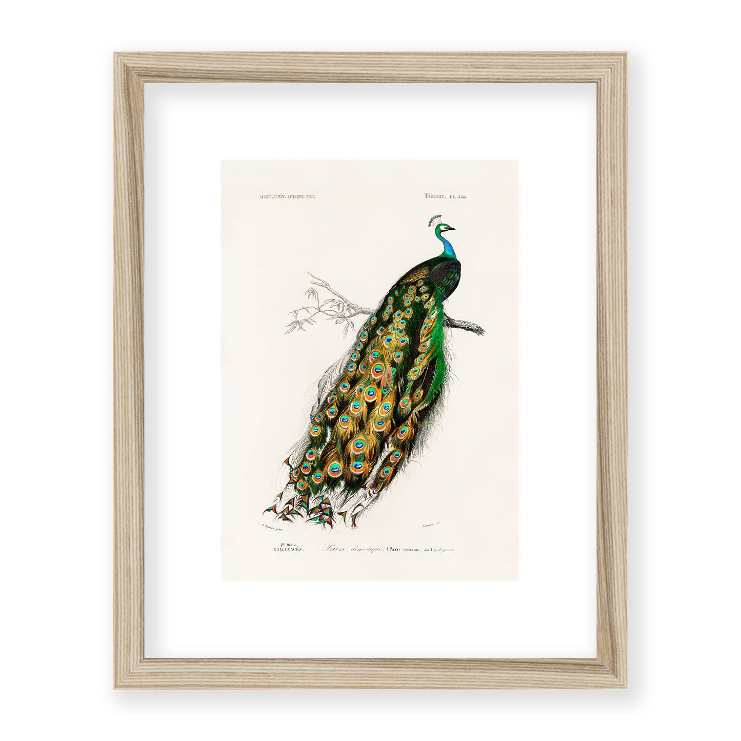Charles Dessalines D' Orbigny - Indian Peafowl (Pavo Cristatus)