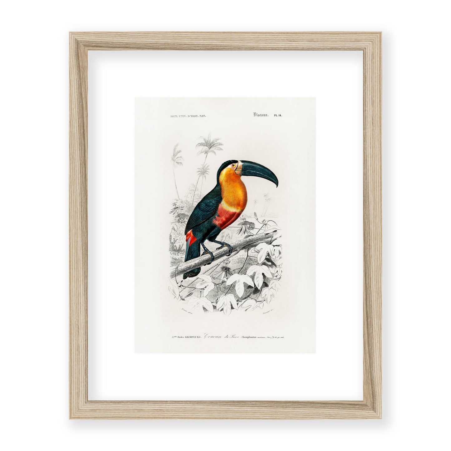 Charles Dessalines D' Orbigny - Toucan (Ramphastos)