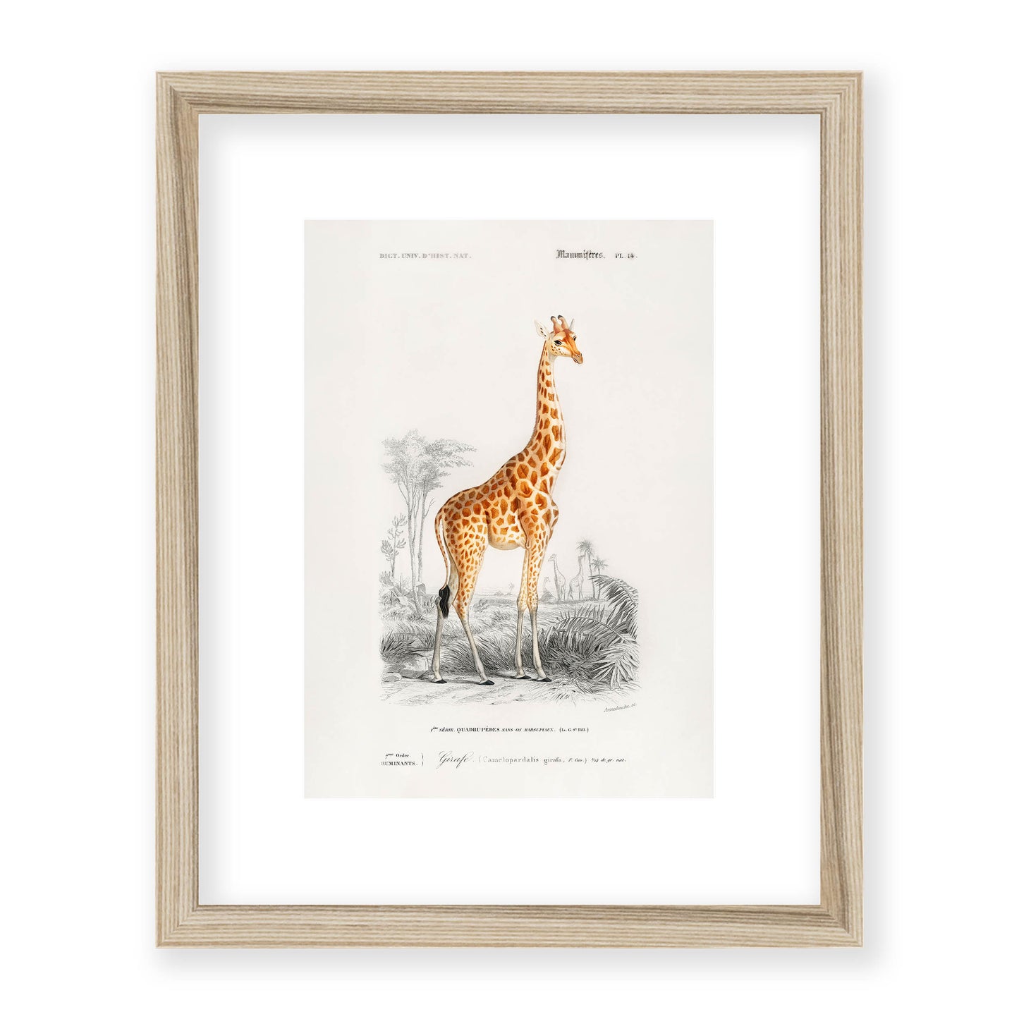 Charles Dessalines D' Orbigny - Giraffe (Giraffa camelopardalis)