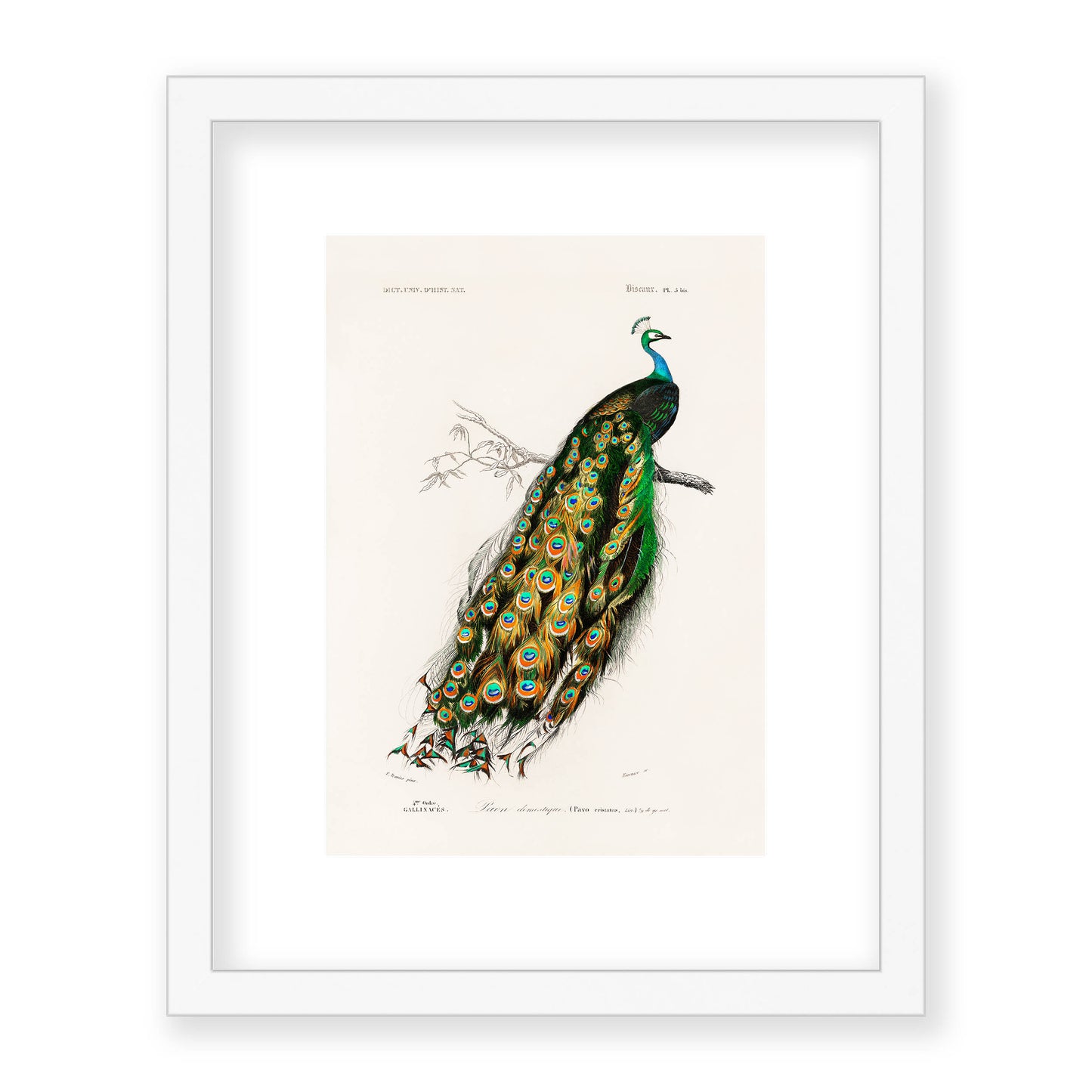 Charles Dessalines D' Orbigny - Indian Peafowl (Pavo Cristatus)