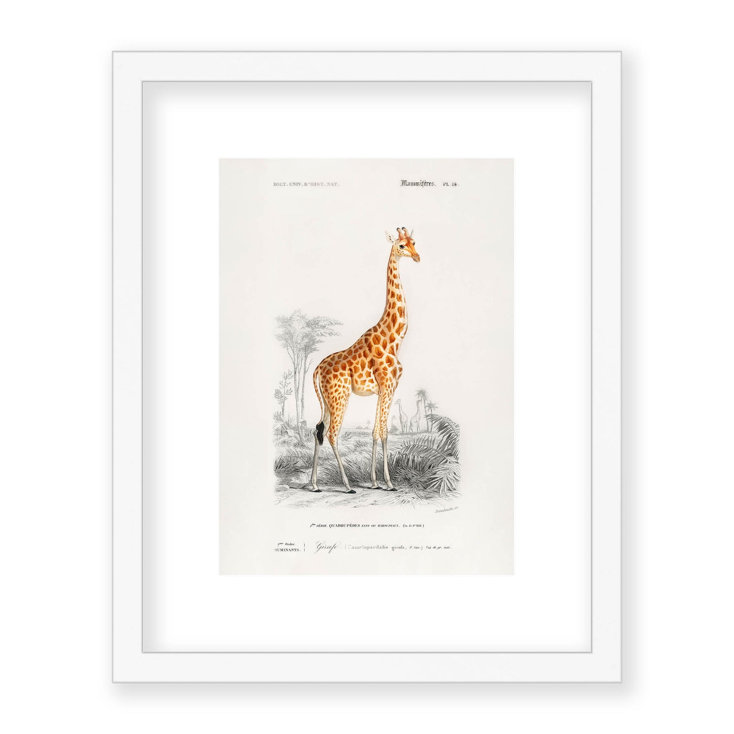 Charles Dessalines D' Orbigny - Giraffe (Giraffa camelopardalis)