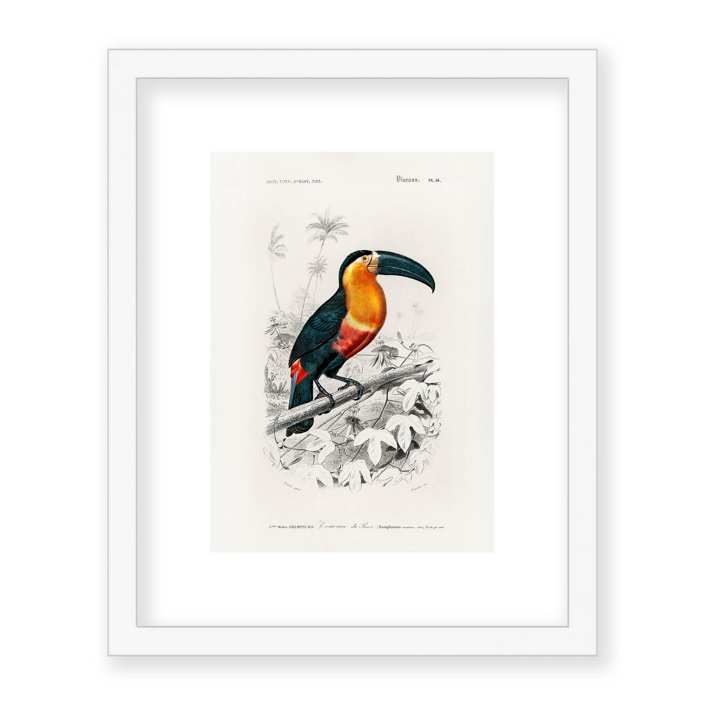 Charles Dessalines D' Orbigny - Toucan (Ramphastos)