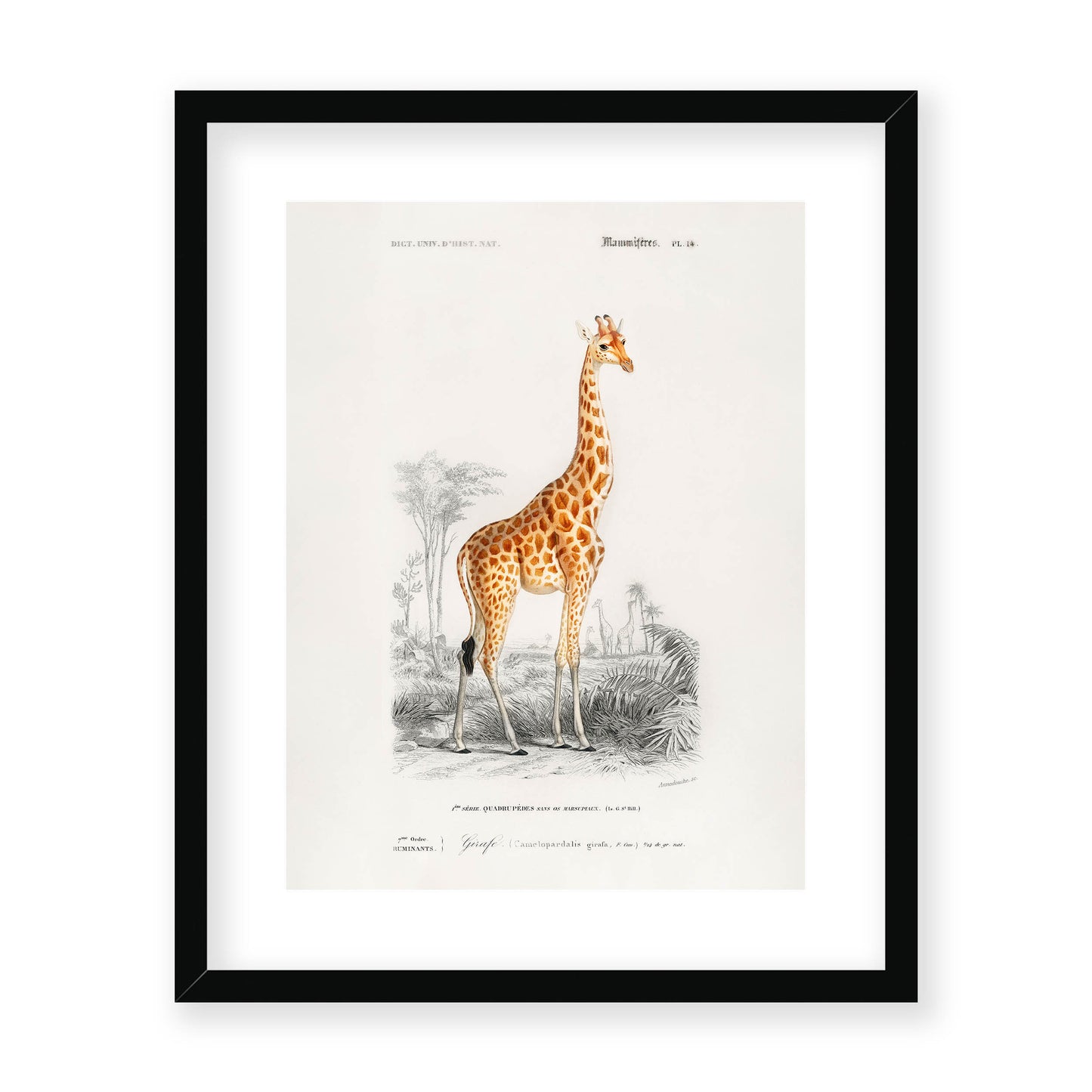 Charles Dessalines D' Orbigny - Giraffe (Giraffa camelopardalis)