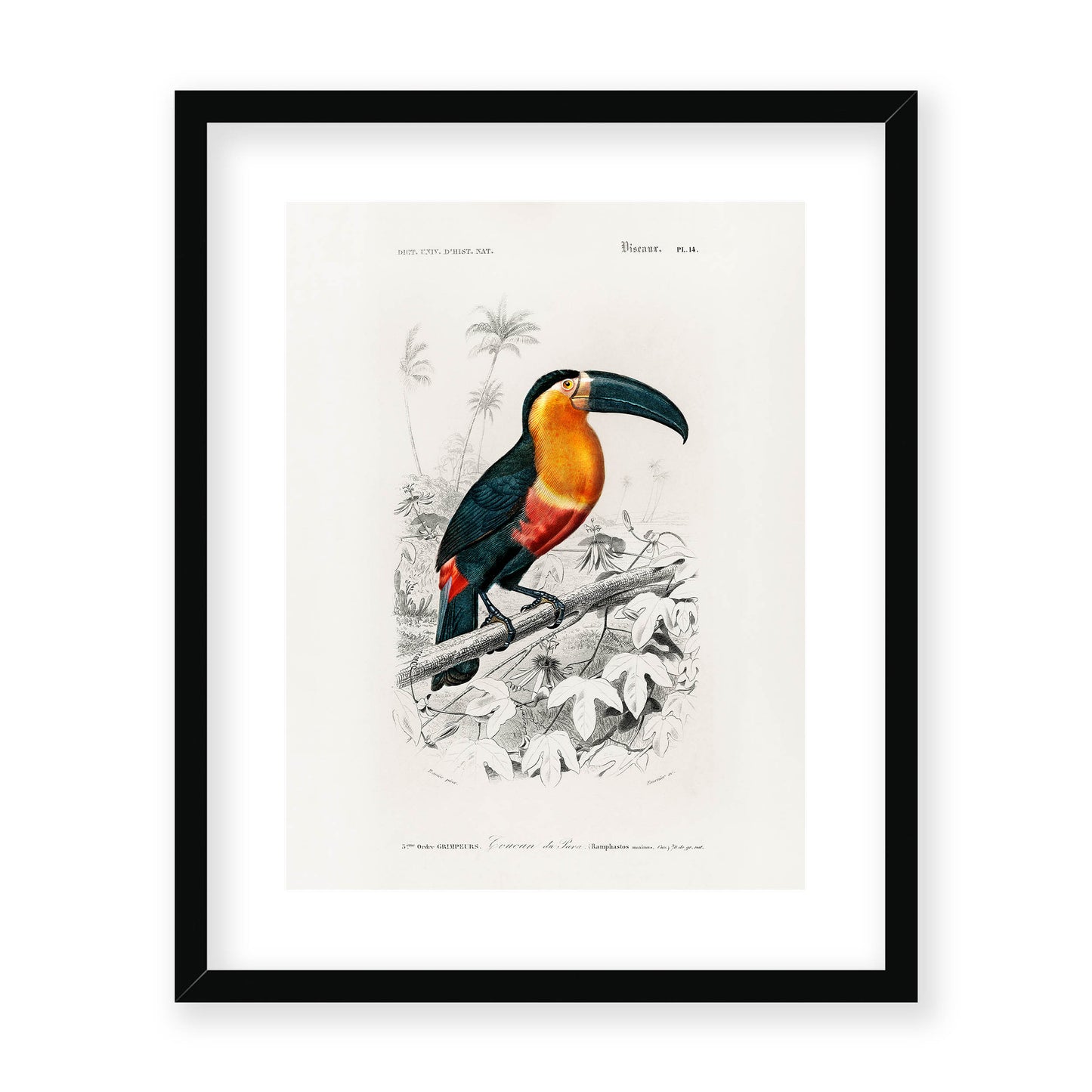 Charles Dessalines D' Orbigny - Toucan (Ramphastos)