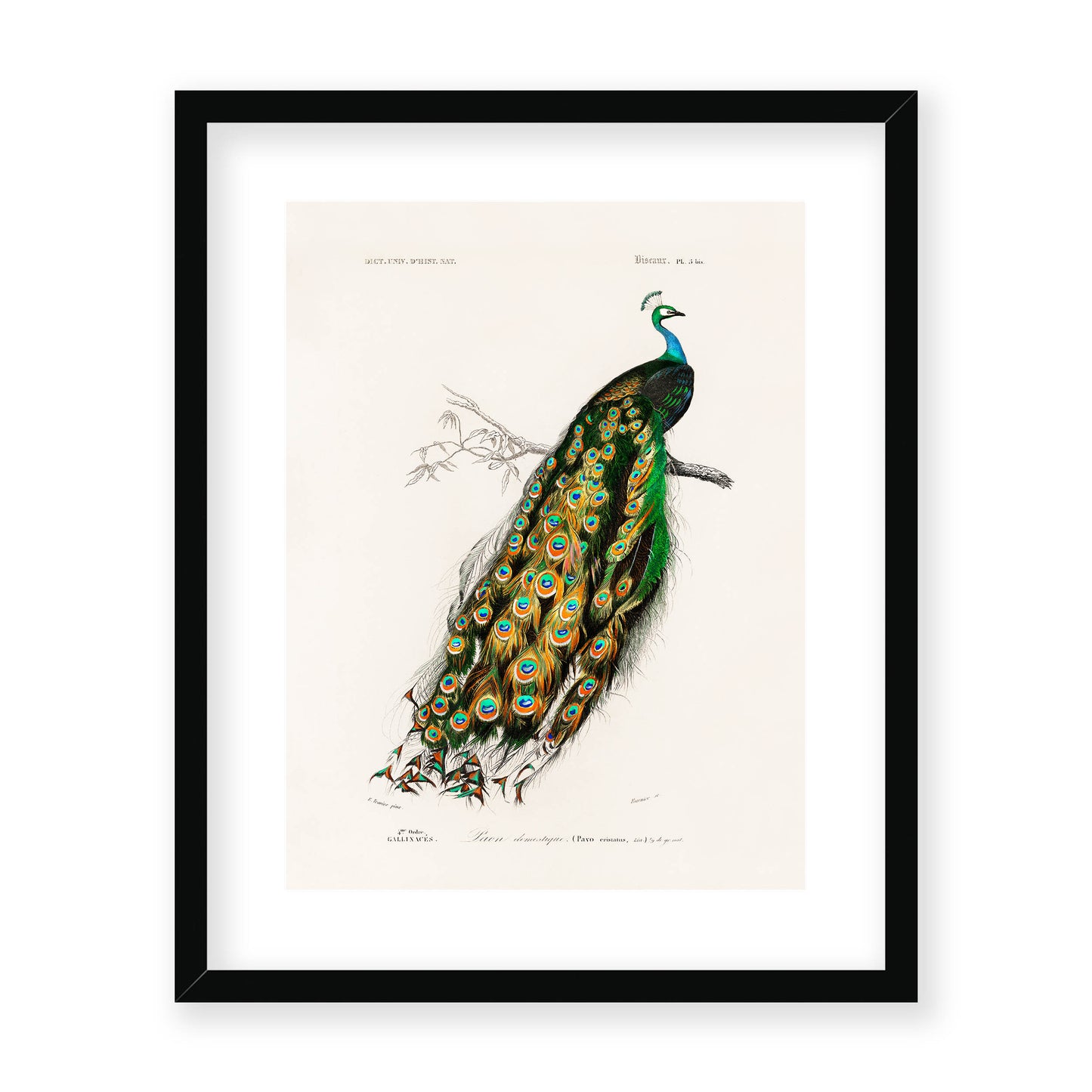 Charles Dessalines D' Orbigny - Indian Peafowl (Pavo Cristatus)
