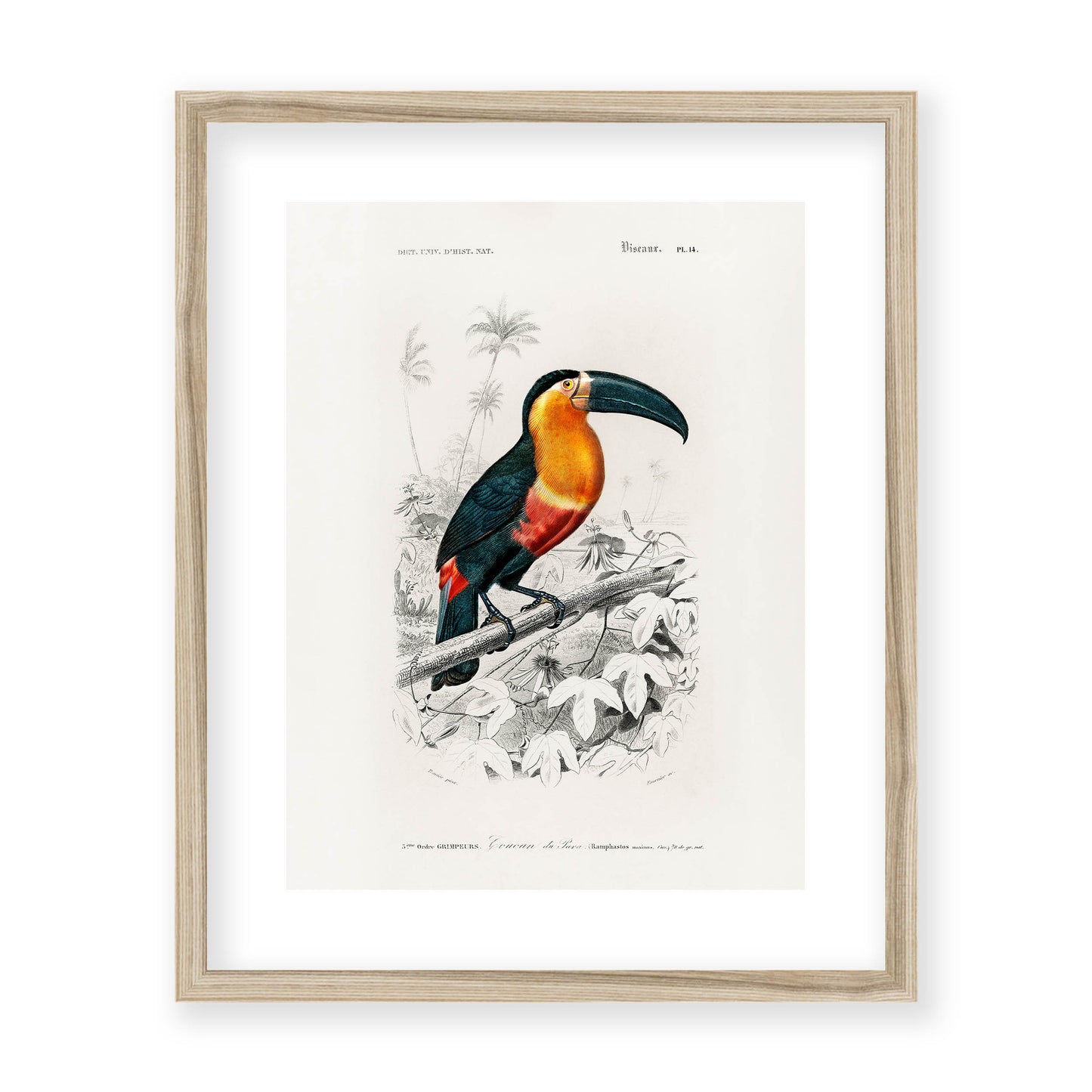 Charles Dessalines D' Orbigny - Toucan (Ramphastos)
