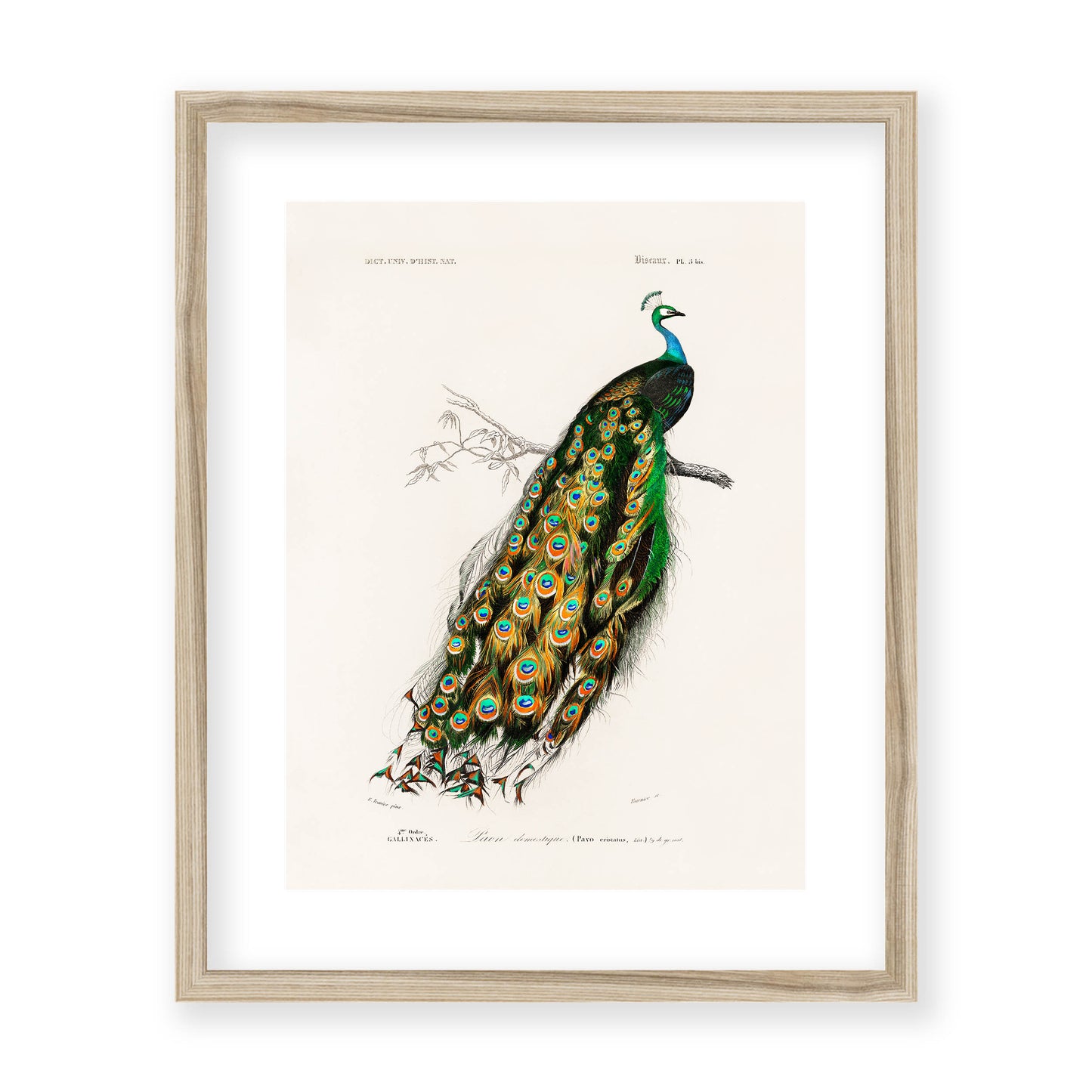 Charles Dessalines D' Orbigny - Indian Peafowl (Pavo Cristatus)