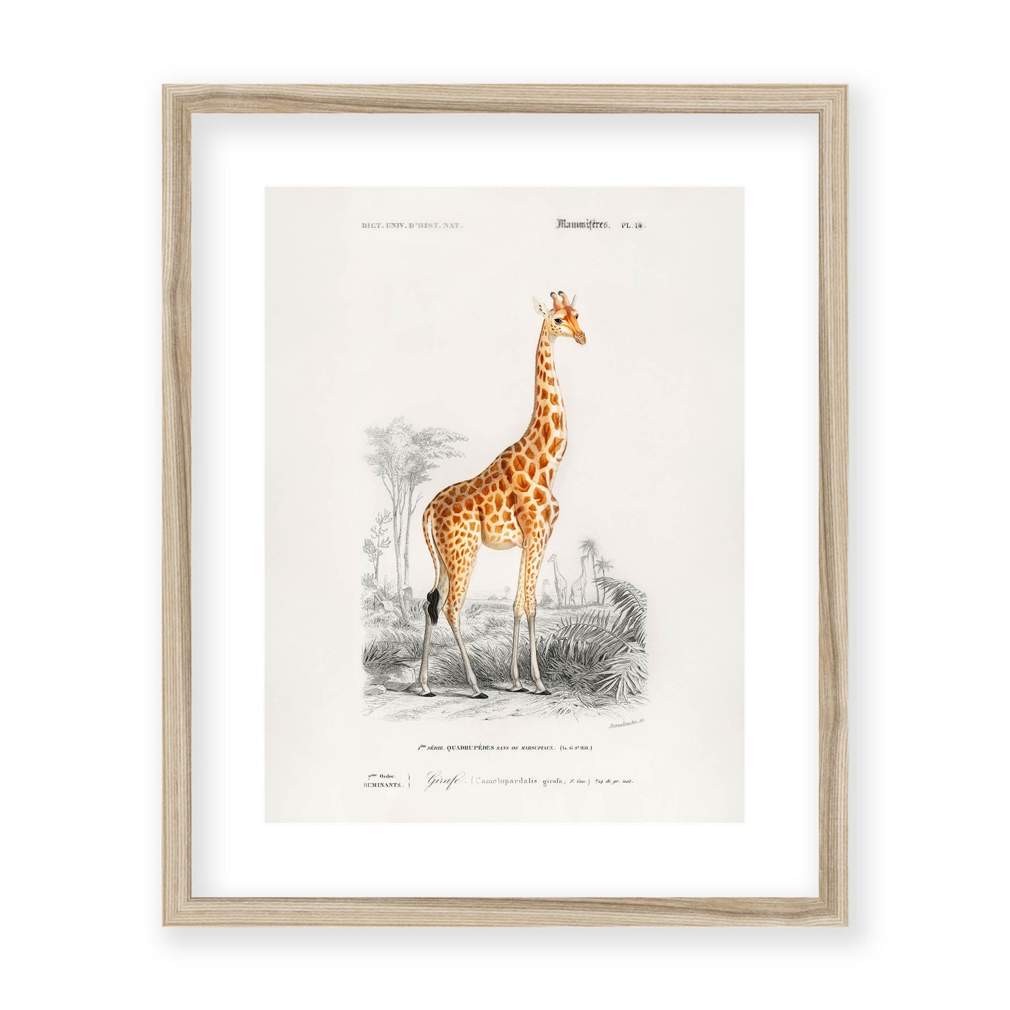 Charles Dessalines D' Orbigny - Giraffe (Giraffa camelopardalis)