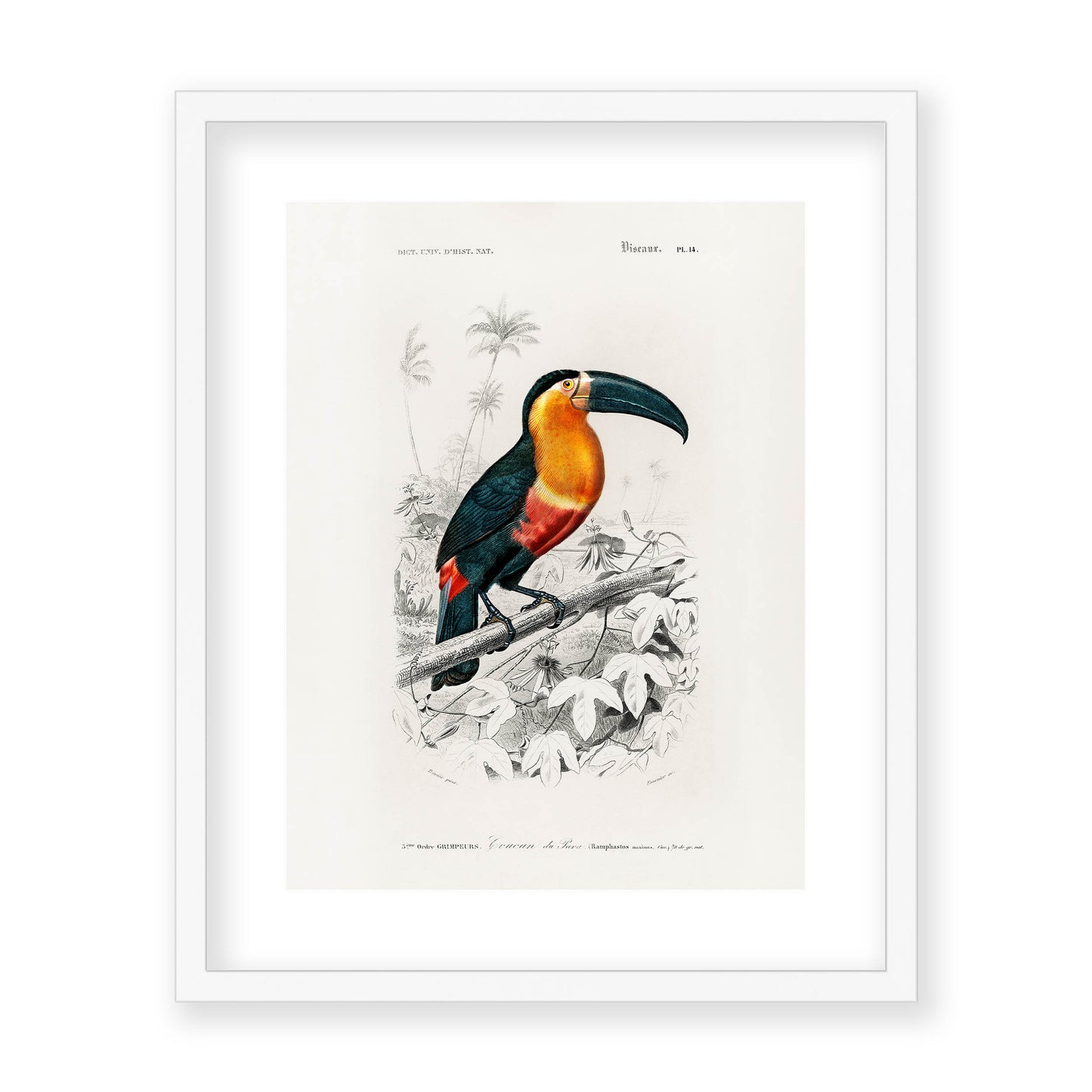 Charles Dessalines D' Orbigny - Toucan (Ramphastos)