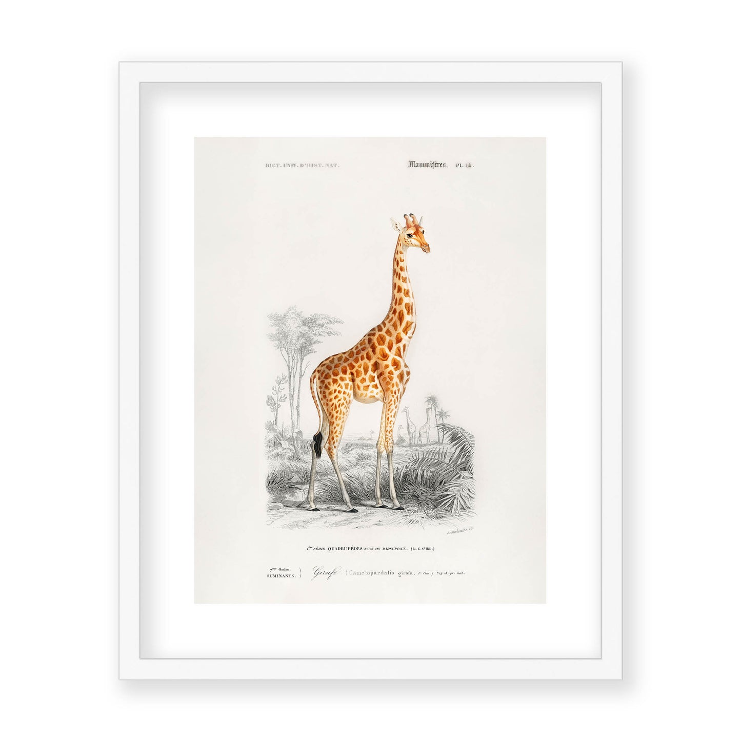 Charles Dessalines D' Orbigny - Giraffe (Giraffa camelopardalis)