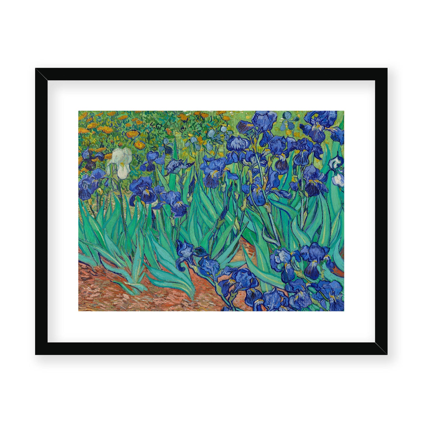 Vincent Van Gogh - Irises