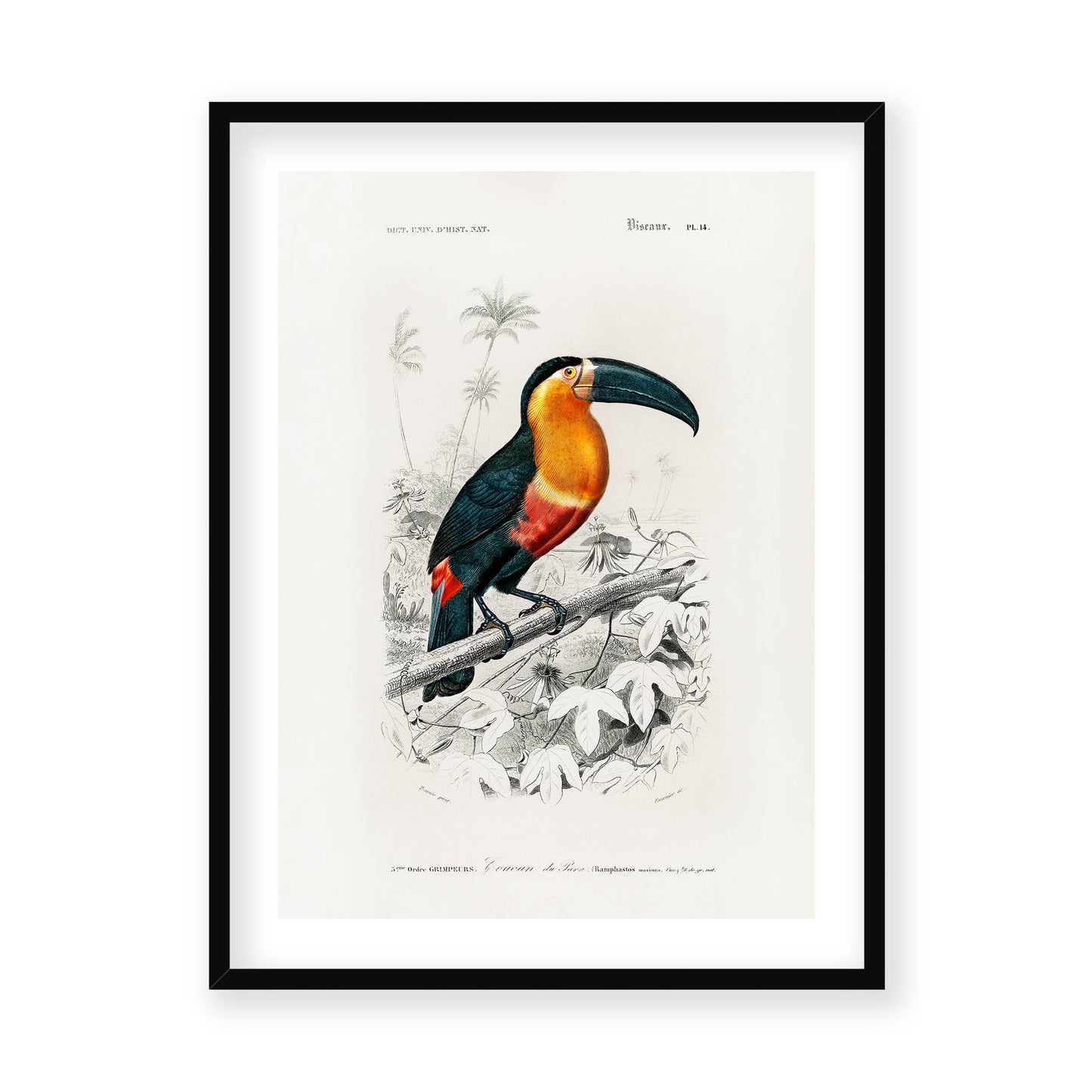 Charles Dessalines D' Orbigny - Toucan (Ramphastos)