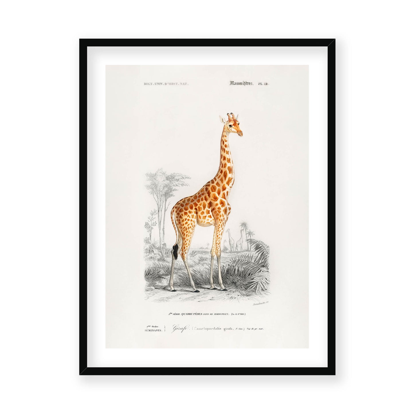 Charles Dessalines D' Orbigny - Giraffe (Giraffa camelopardalis)