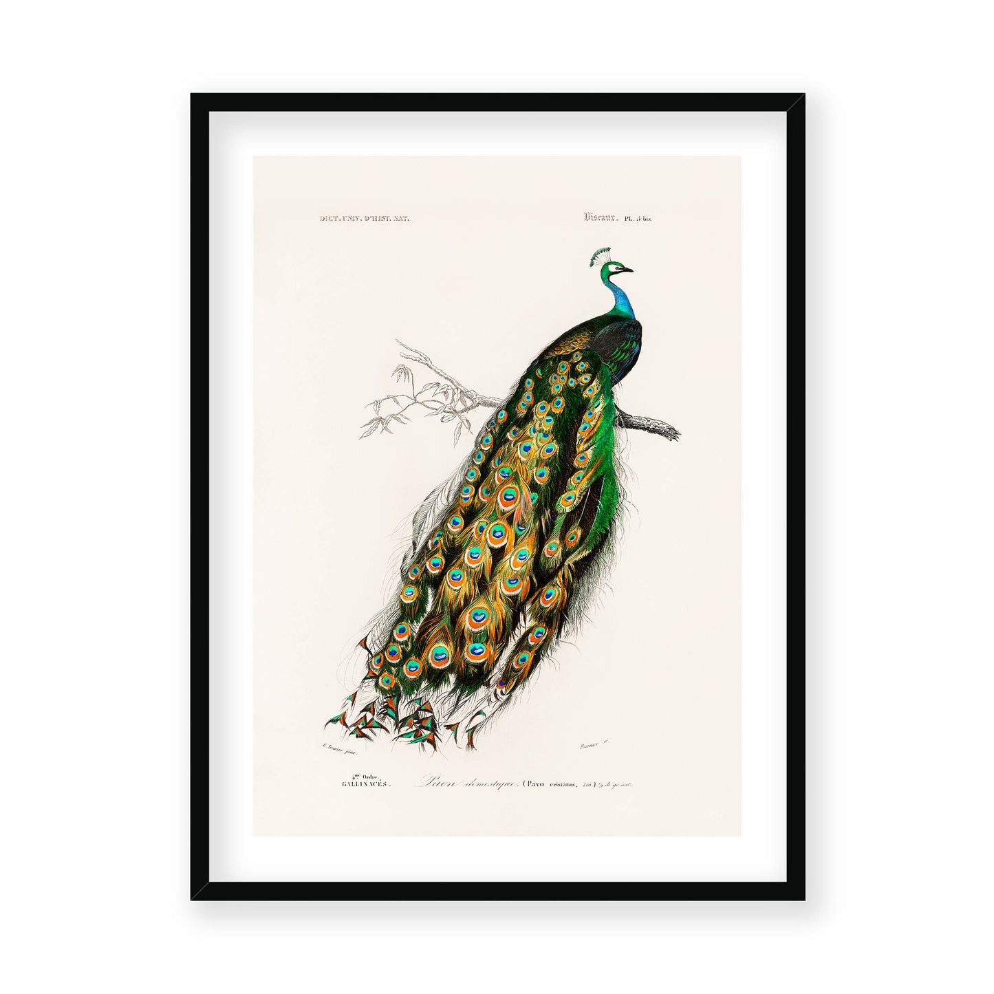 Charles Dessalines D' Orbigny - Indian Peafowl (Pavo Cristatus)
