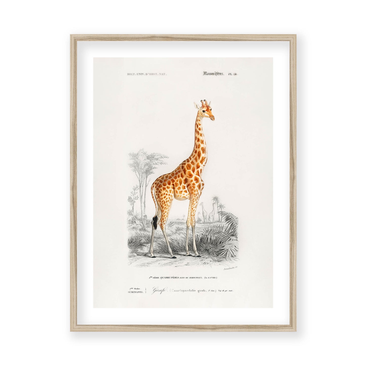 Charles Dessalines D' Orbigny - Giraffe (Giraffa camelopardalis)