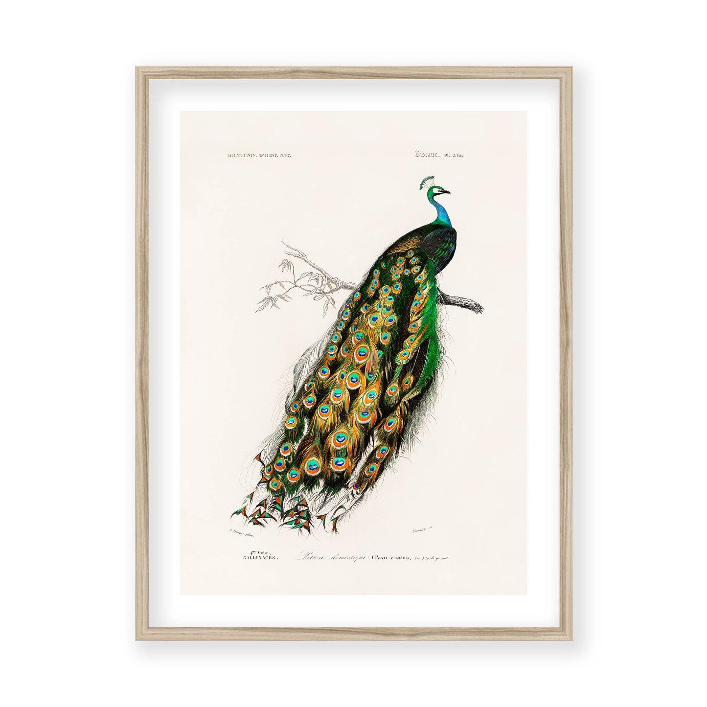Charles Dessalines D' Orbigny - Indian Peafowl (Pavo Cristatus)
