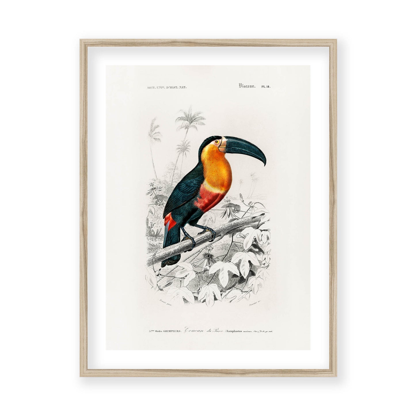 Charles Dessalines D' Orbigny - Toucan (Ramphastos)