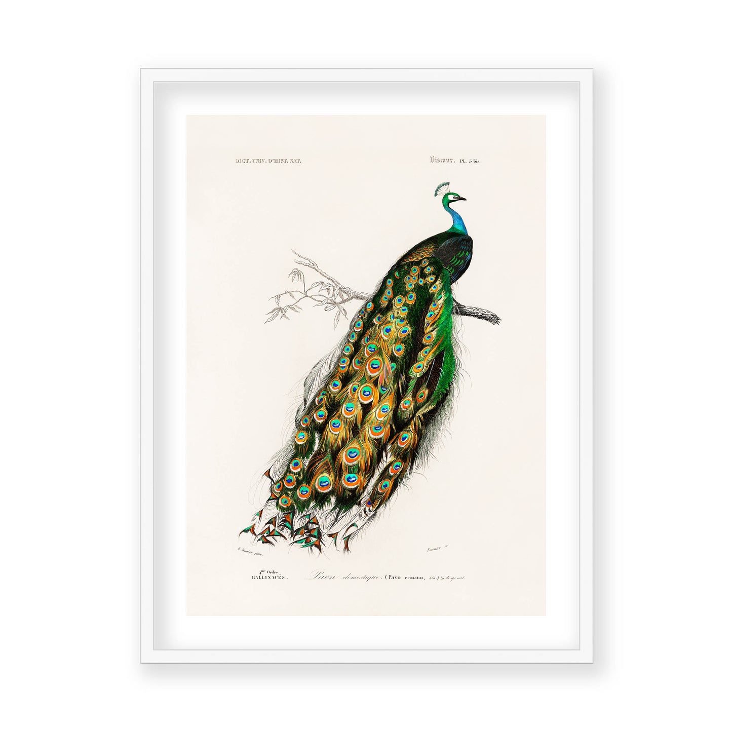 Charles Dessalines D' Orbigny - Indian Peafowl (Pavo Cristatus)
