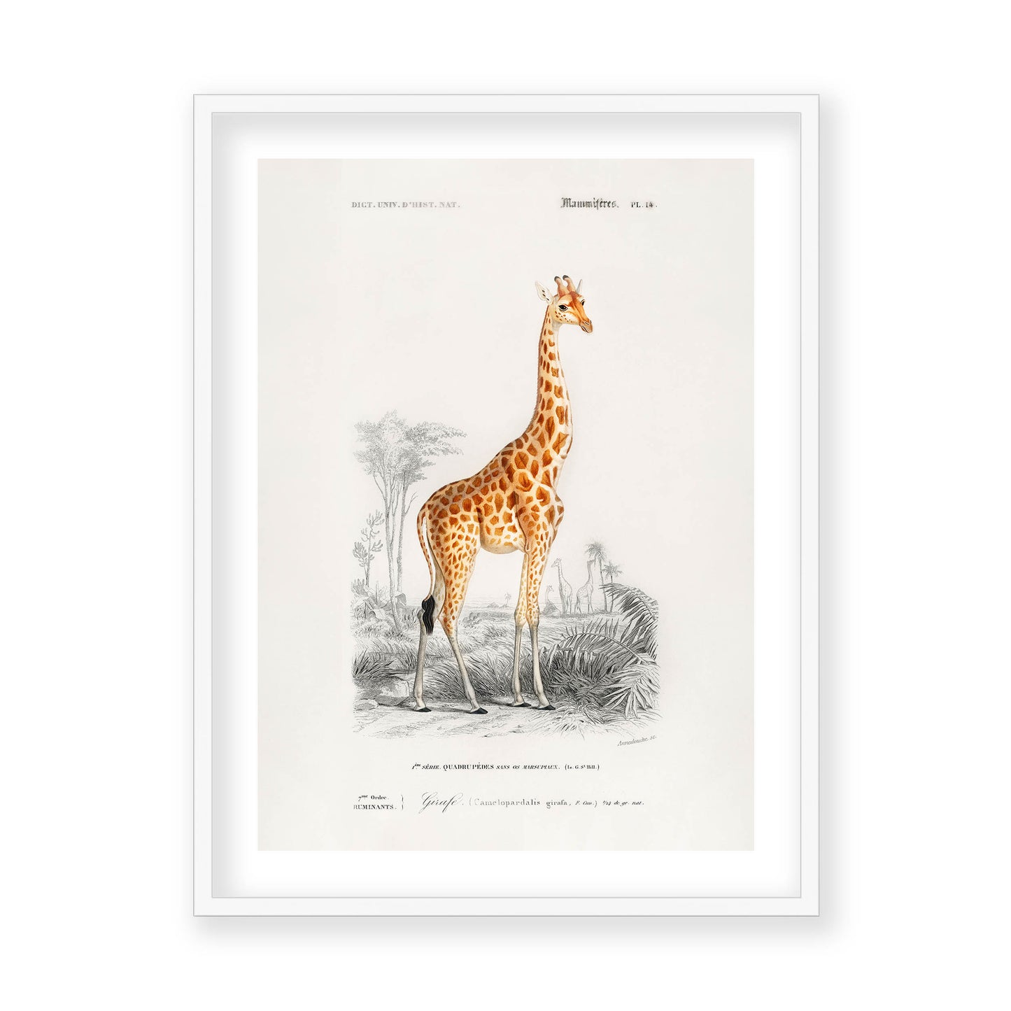 Charles Dessalines D' Orbigny - Giraffe (Giraffa camelopardalis)