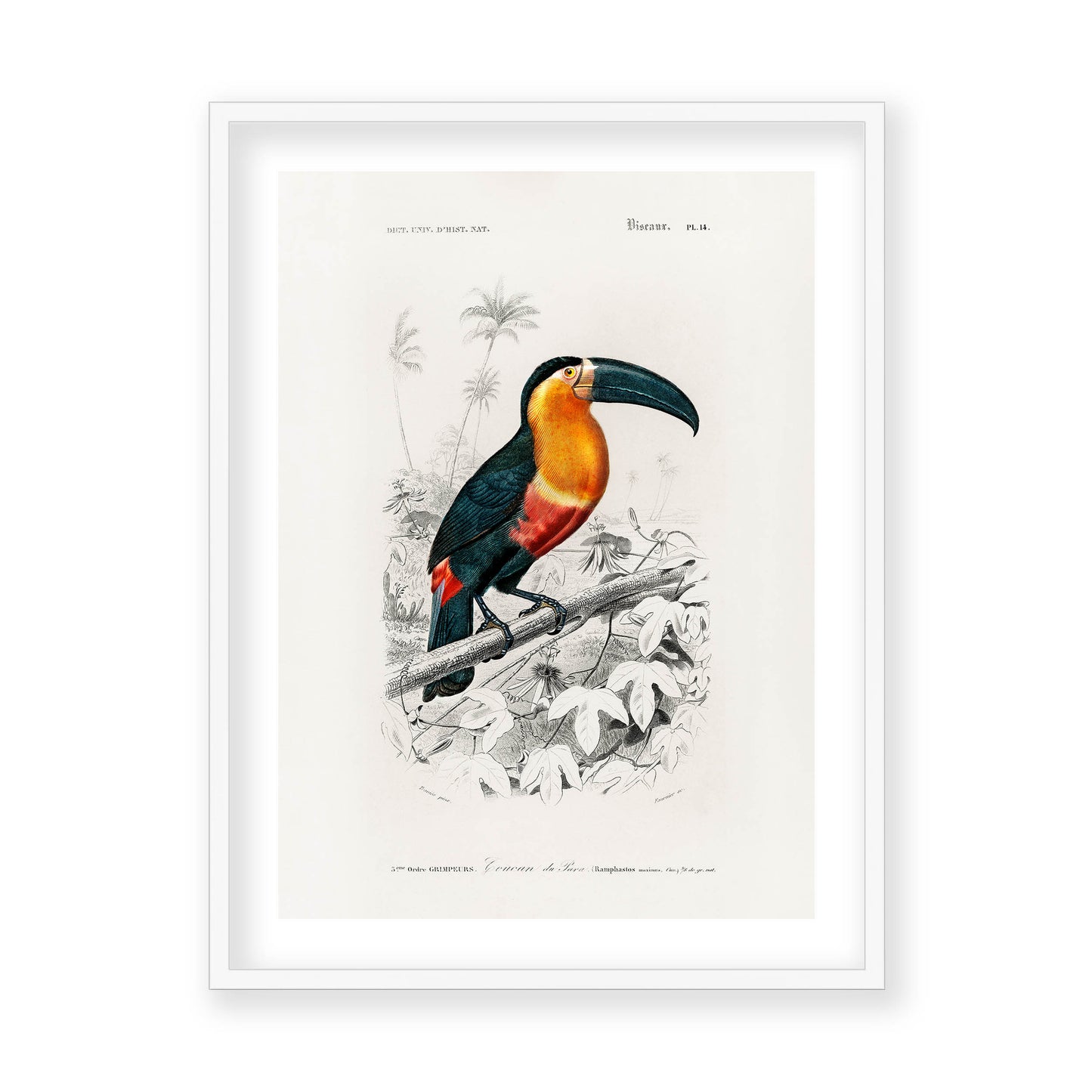 Charles Dessalines D' Orbigny - Toucan (Ramphastos)