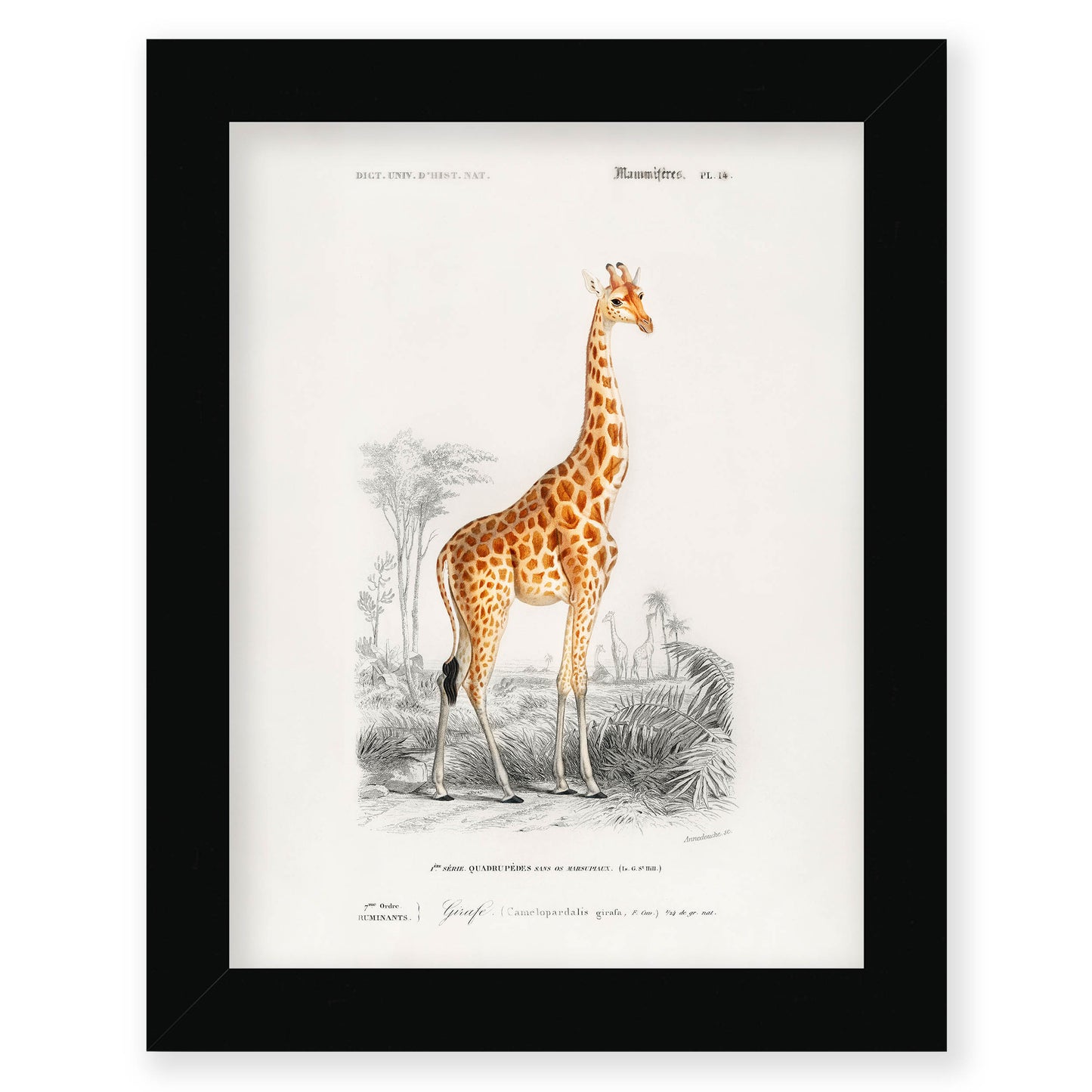 Charles Dessalines D' Orbigny - Giraffe (Giraffa camelopardalis)
