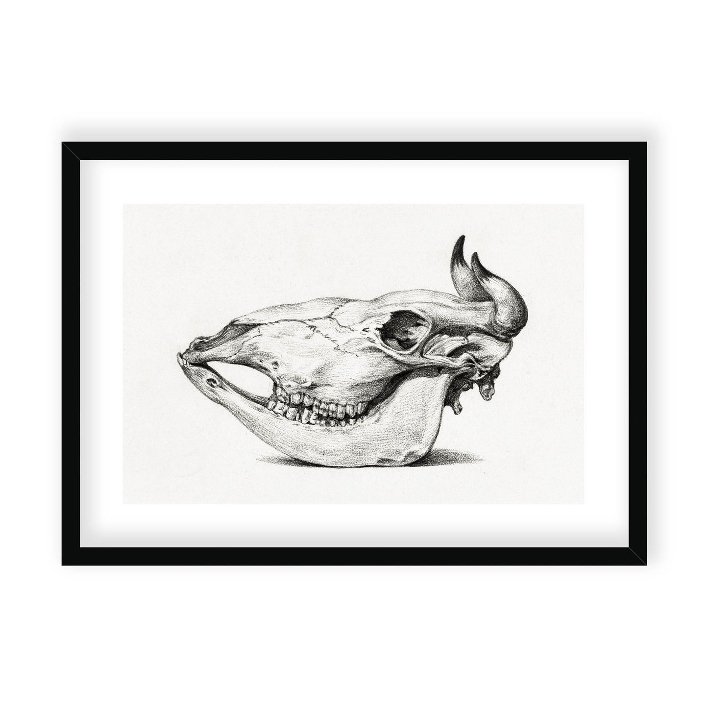Jean Bernard - Skull of a cow