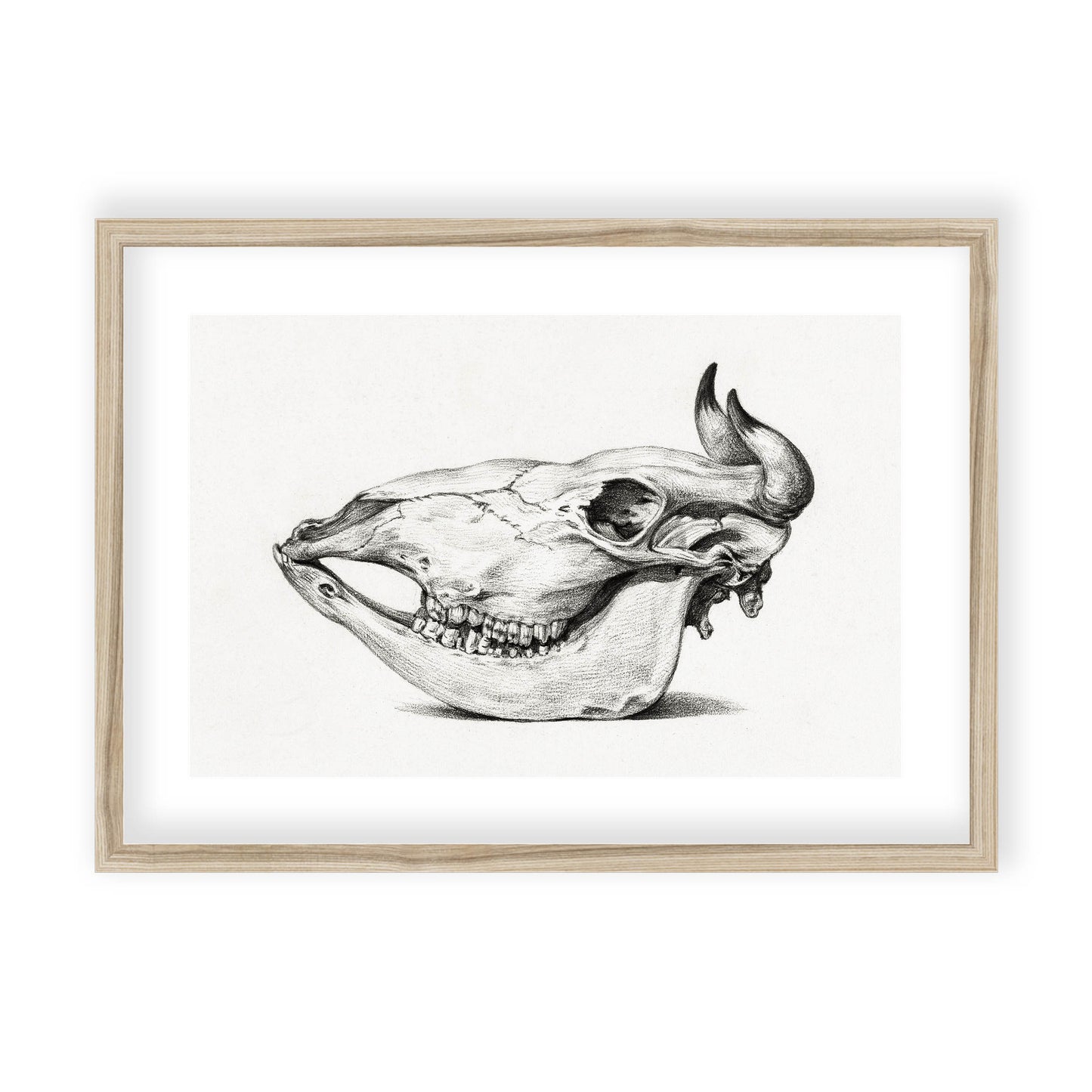 Jean Bernard - Skull of a cow