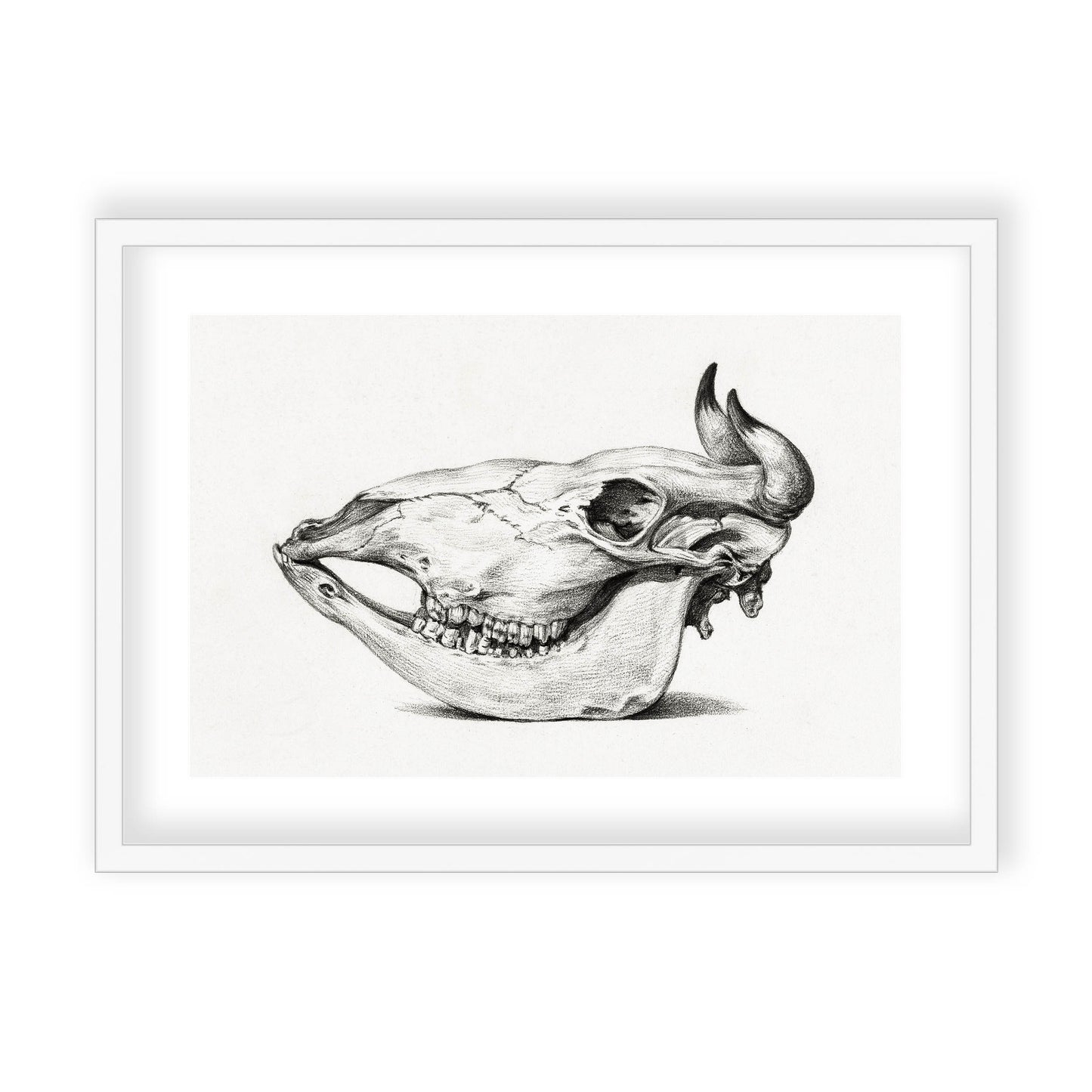 Jean Bernard - Skull of a cow