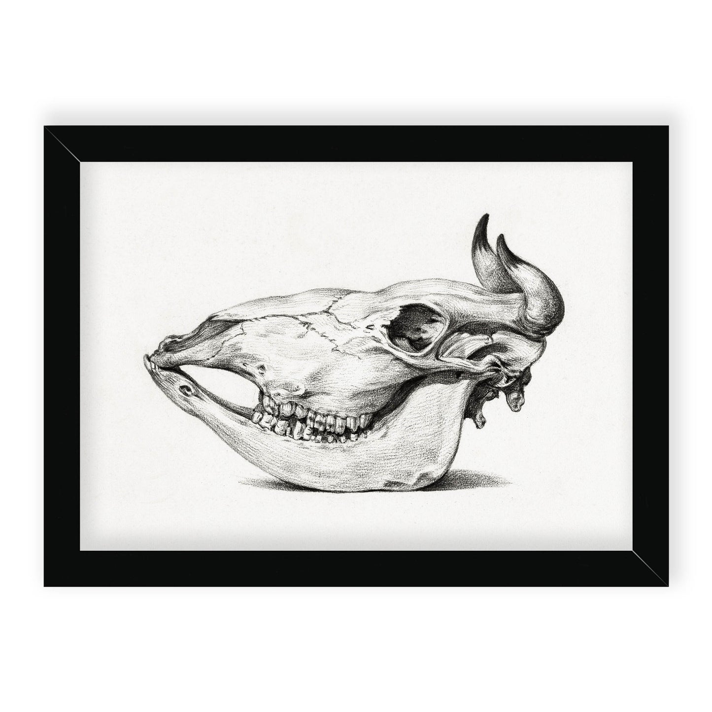 Jean Bernard - Skull of a cow