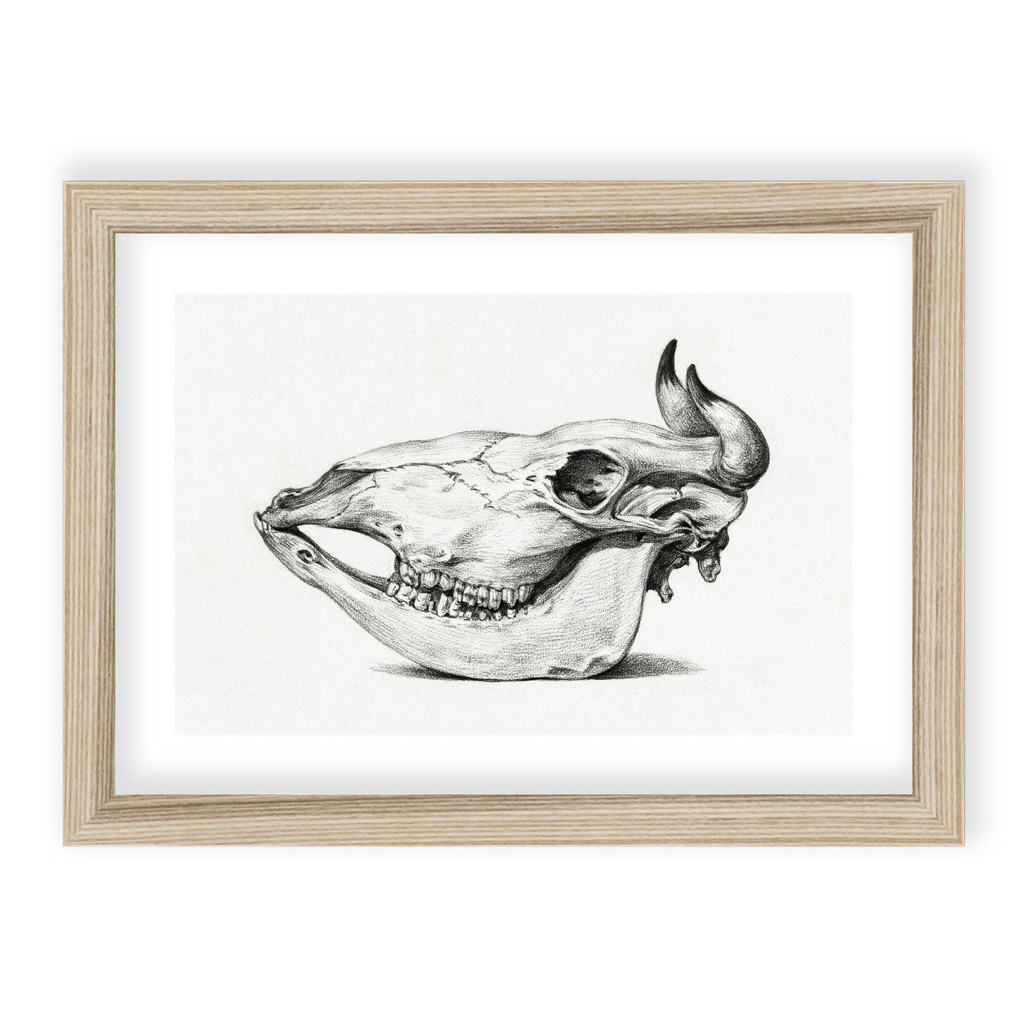 Jean Bernard - Skull of a cow