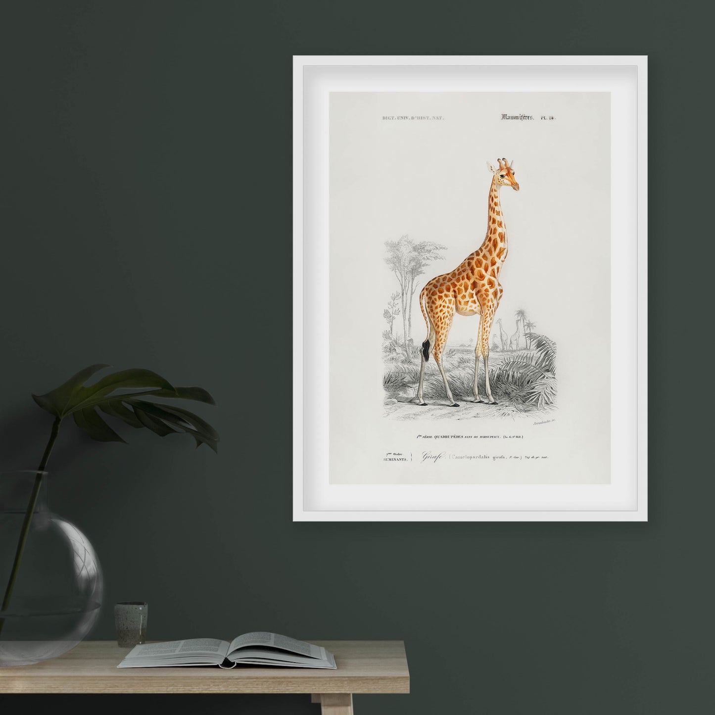 Charles Dessalines D' Orbigny - Giraffe (Giraffa camelopardalis)
