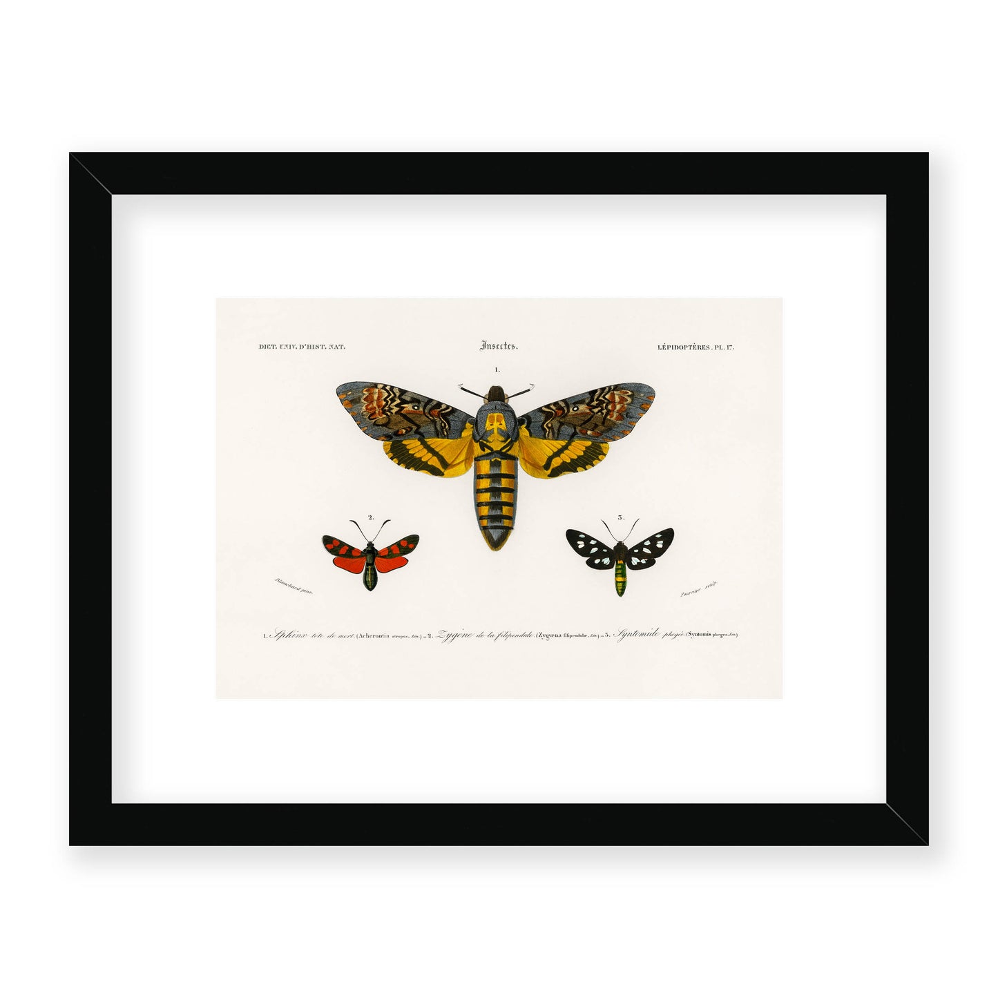 Charles Dessalines D' Orbigny - Collection of Moths