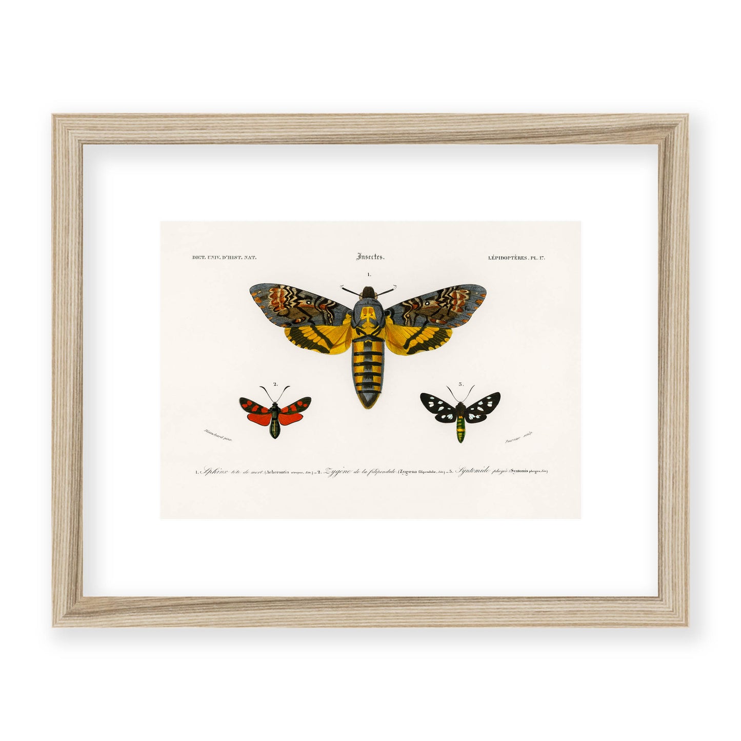 Charles Dessalines D' Orbigny - Collection of Moths