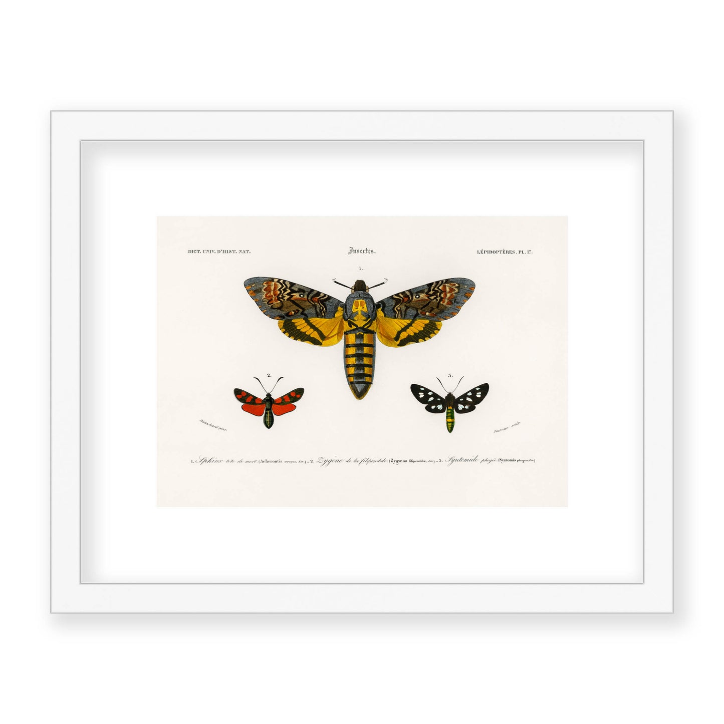 Charles Dessalines D' Orbigny - Collection of Moths