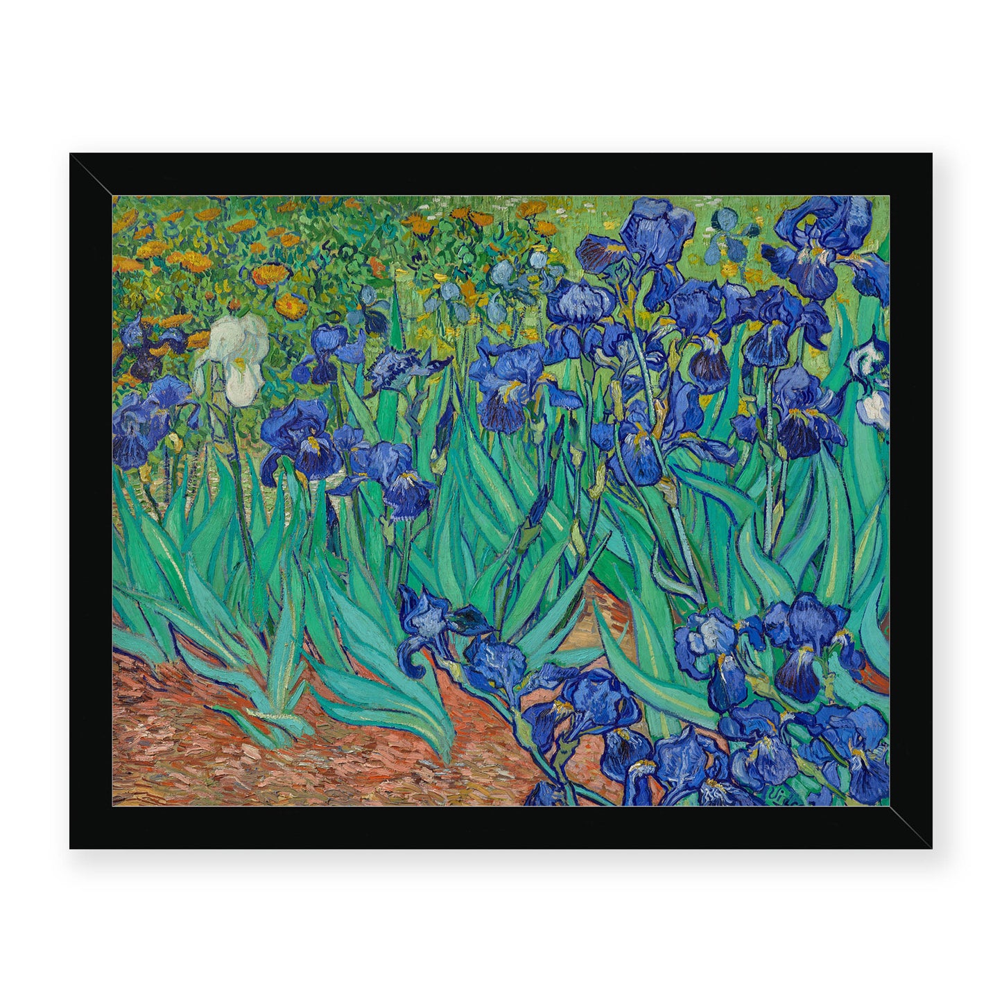 Vincent Van Gogh - Irises