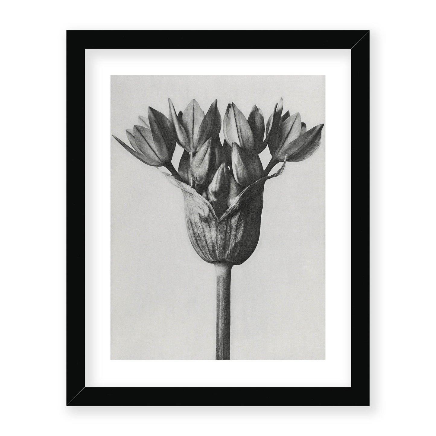 Karl Blossfeldt - Allium Ostroroskianum