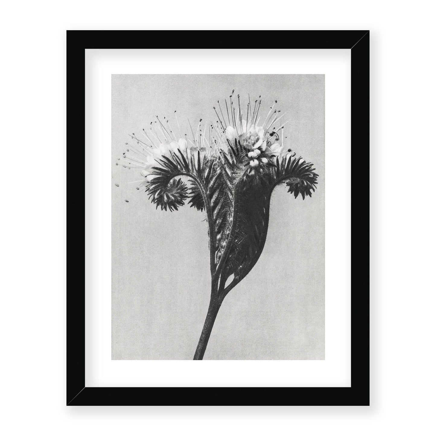 Karl Blossfeldt - Phacelia tanacetifolia