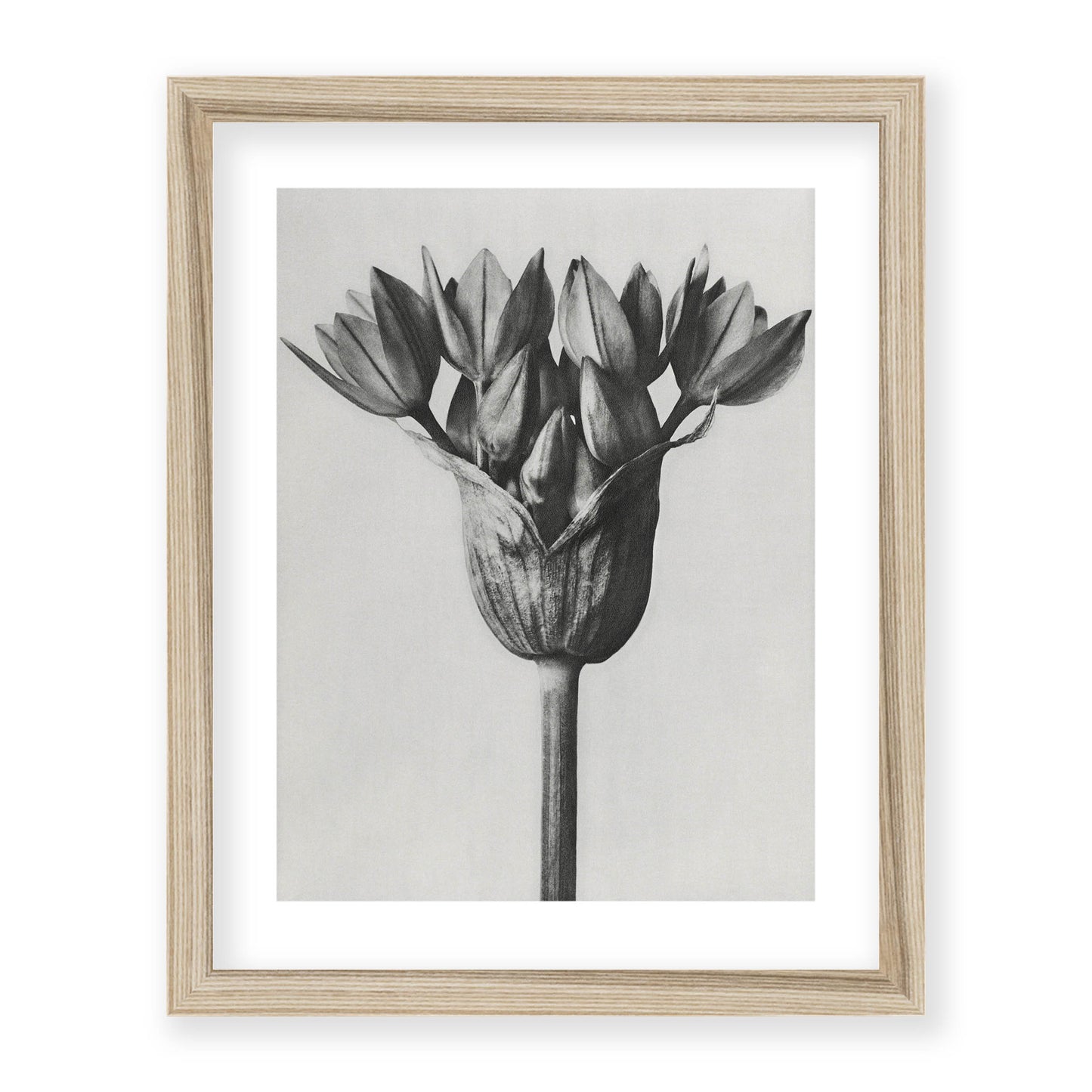 Karl Blossfeldt - Allium Ostroroskianum