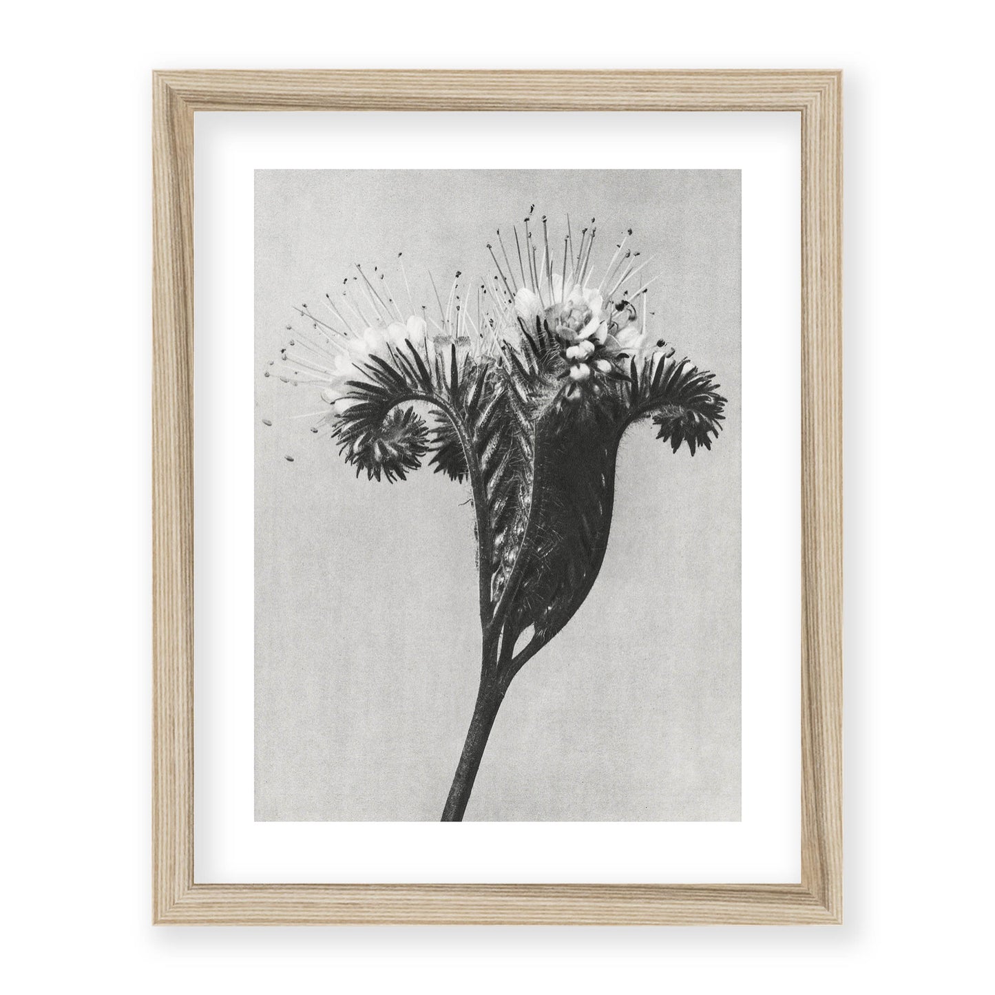 Karl Blossfeldt - Phacelia tanacetifolia