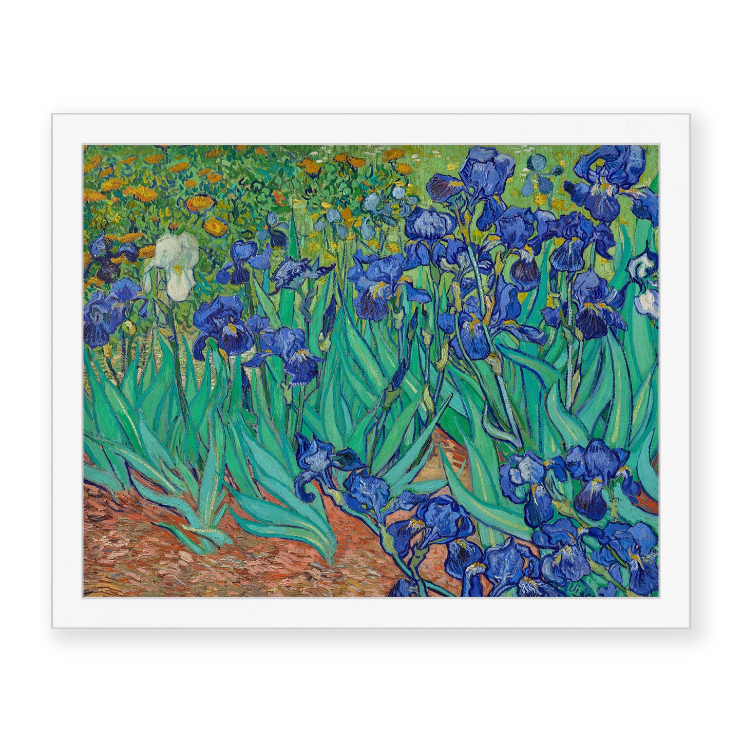 Vincent Van Gogh - Irises