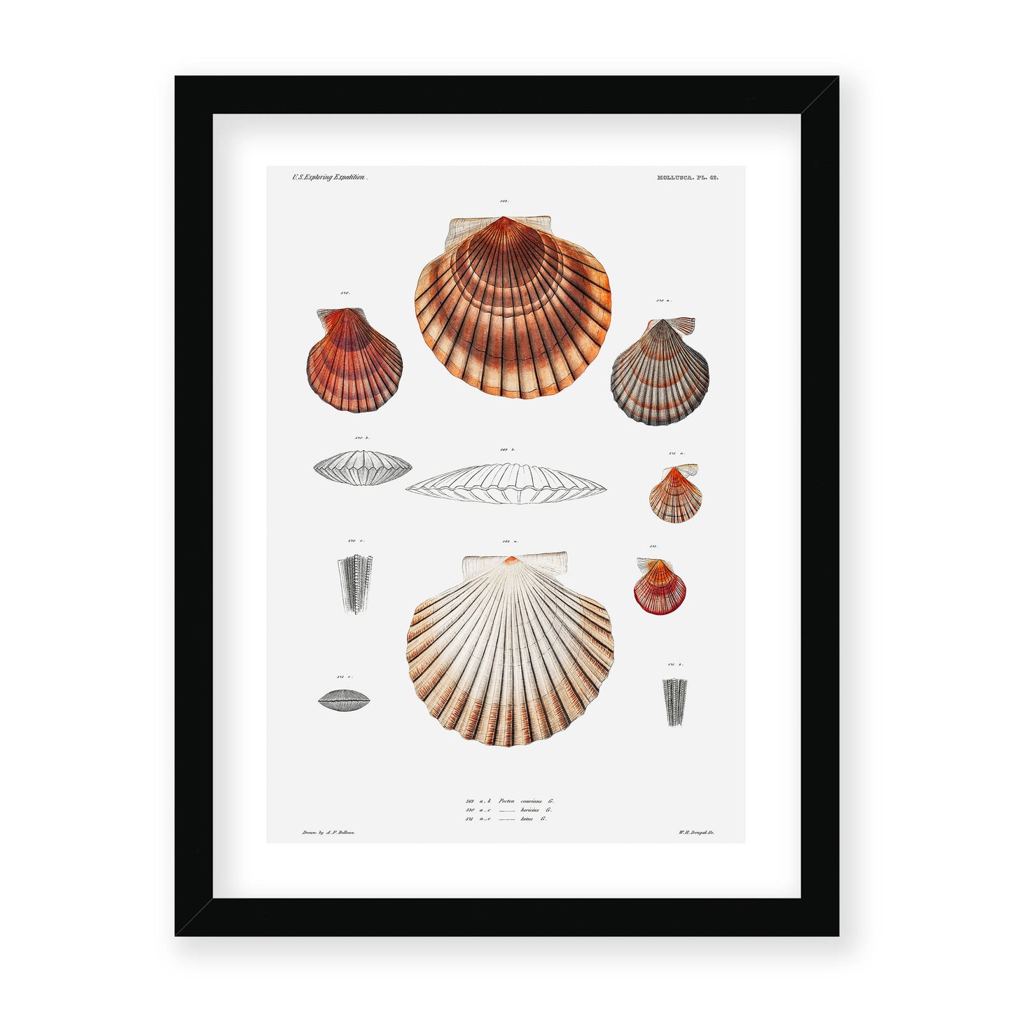 Augustus Addison Gould - Mollusca & Shells No.3