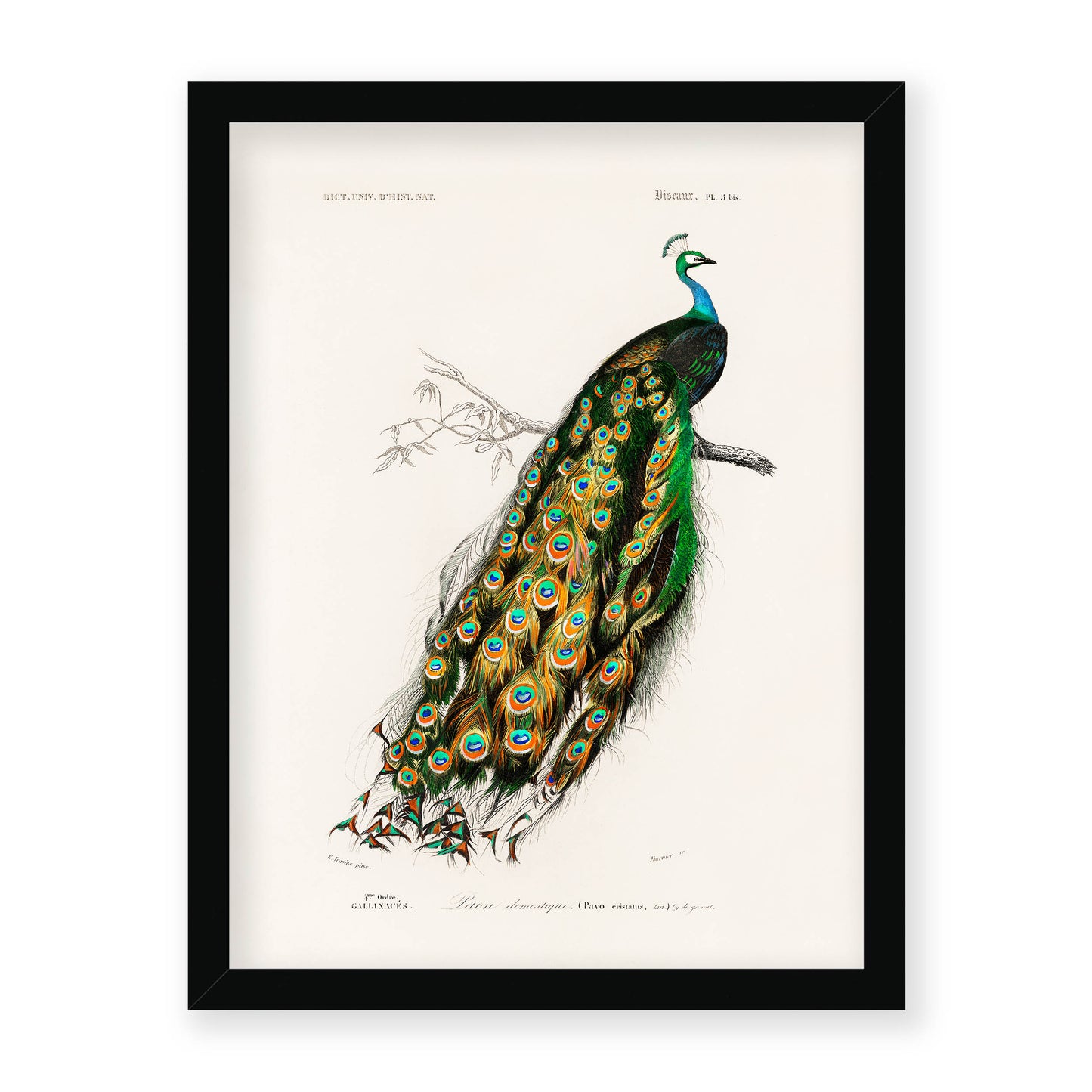 Charles Dessalines D' Orbigny - Indian Peafowl (Pavo Cristatus)