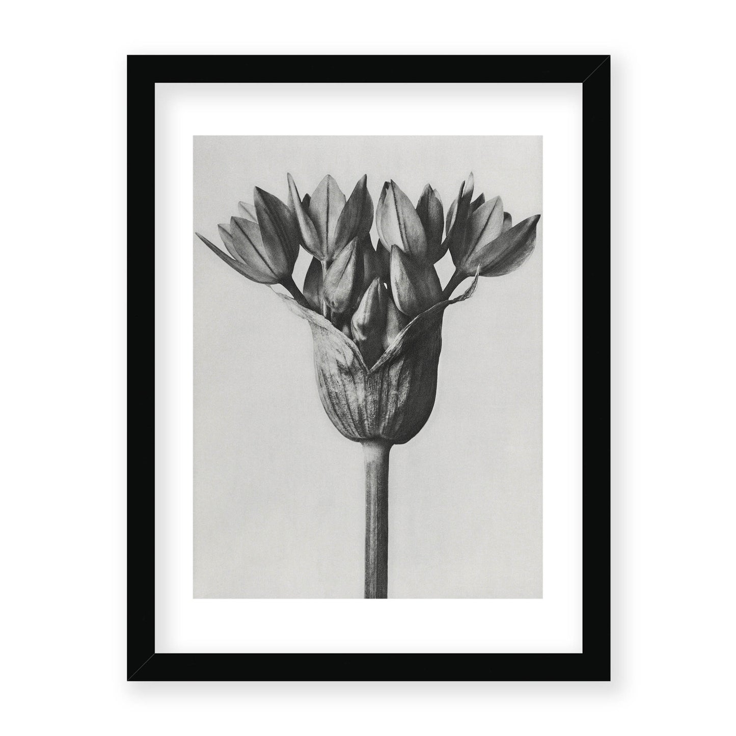 Karl Blossfeldt - Allium Ostroroskianum