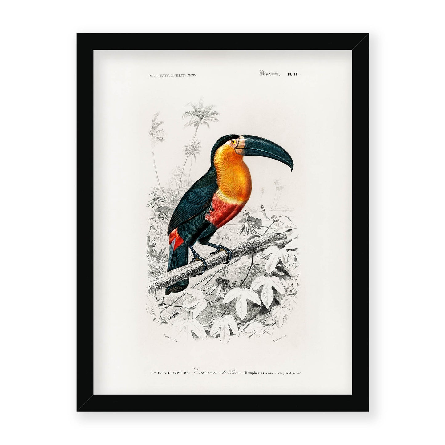 Charles Dessalines D' Orbigny - Toucan (Ramphastos)