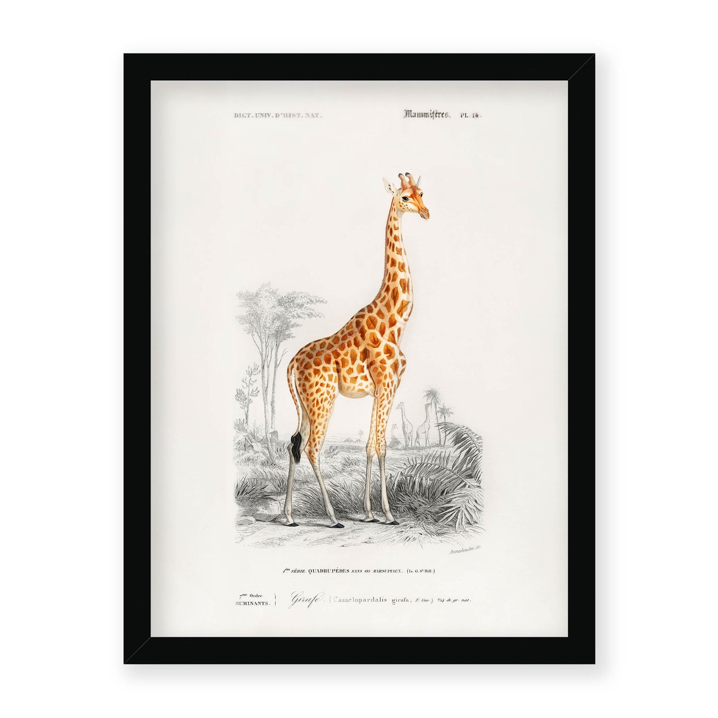 Charles Dessalines D' Orbigny - Giraffe (Giraffa camelopardalis)