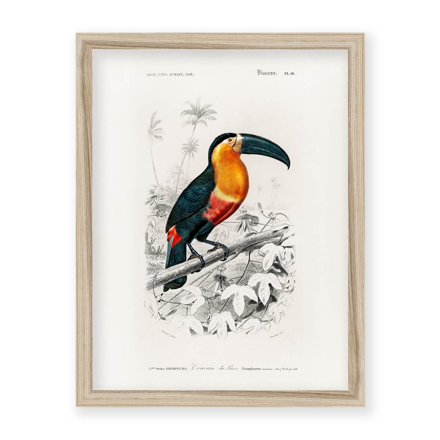 Charles Dessalines D' Orbigny - Toucan (Ramphastos)