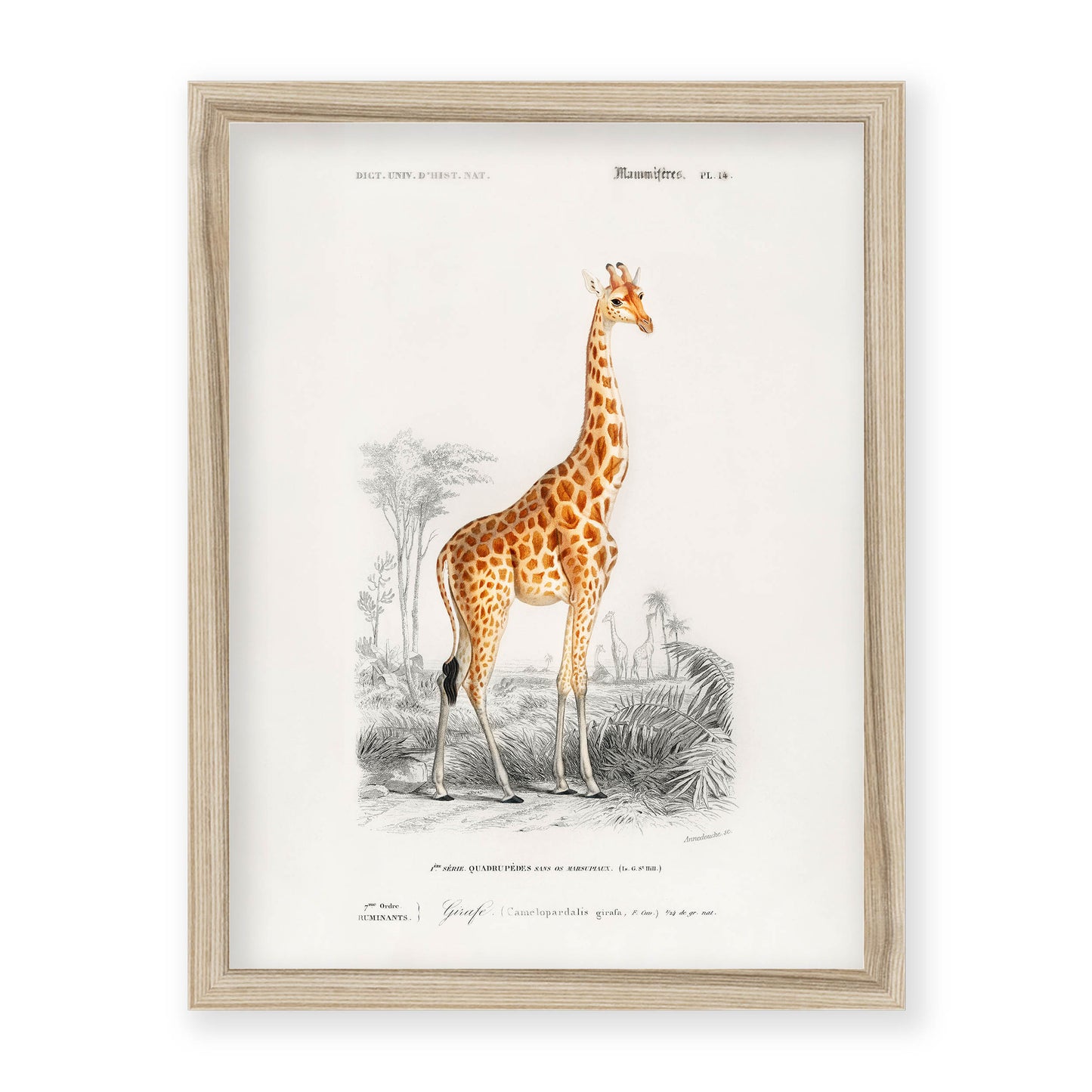 Charles Dessalines D' Orbigny - Giraffe (Giraffa camelopardalis)